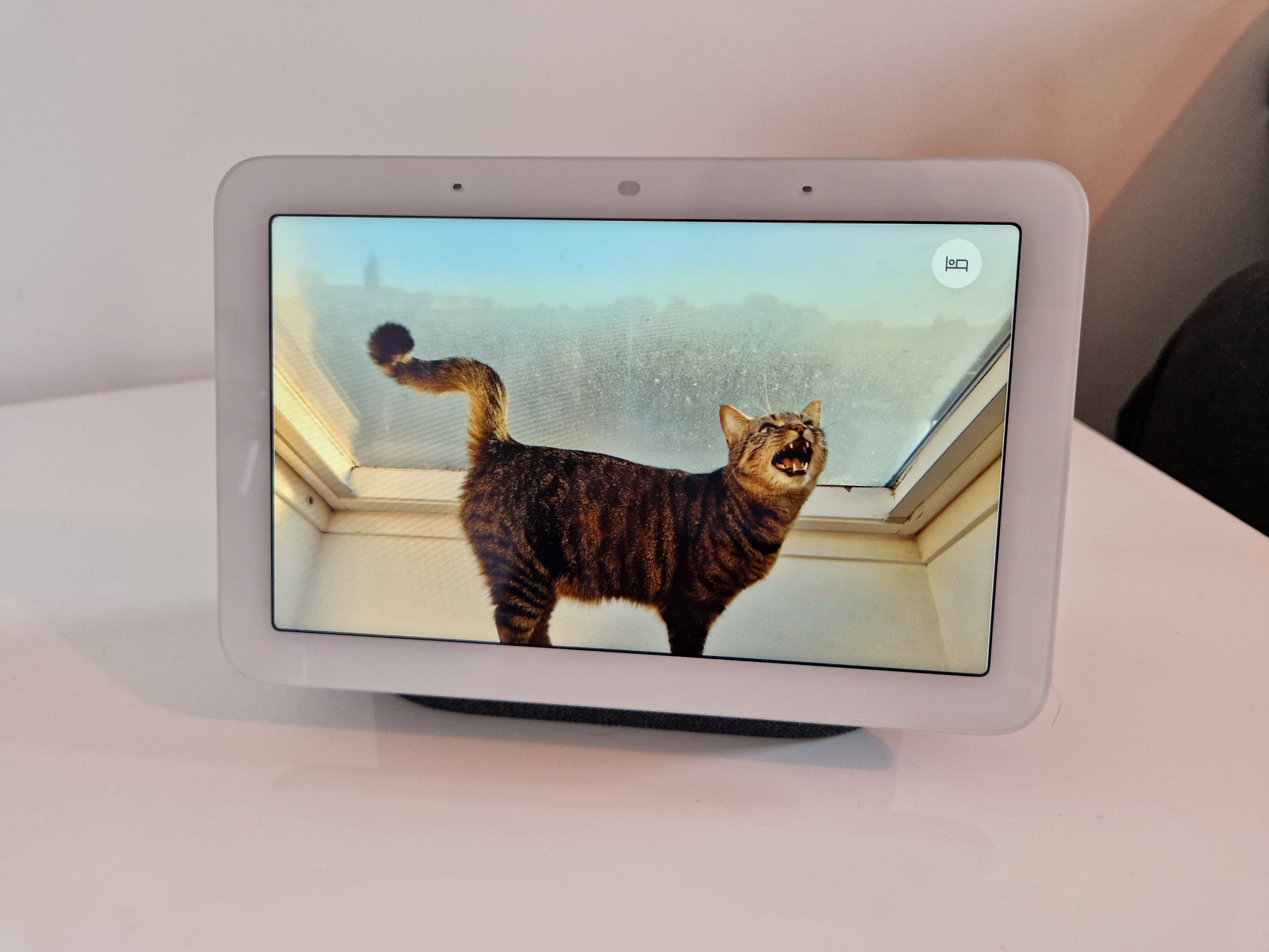 A Nest Hub 2 showing a cat picture, straight from Home Assistant