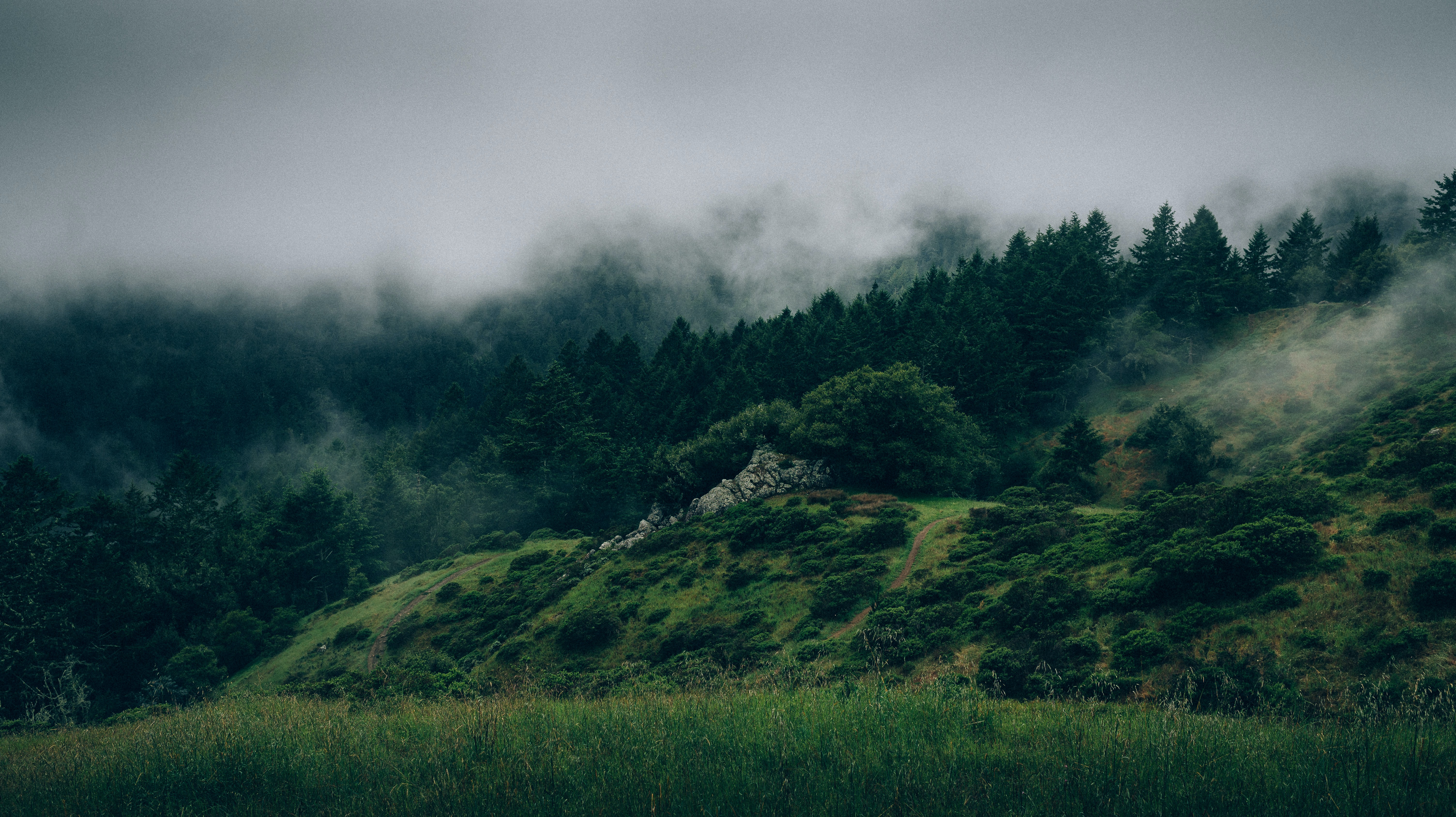 a_foggy_landscape_with_trees_and_grass