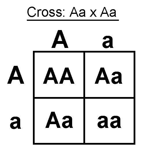 A Simple Punnett Square (Cross Aa x Aa)