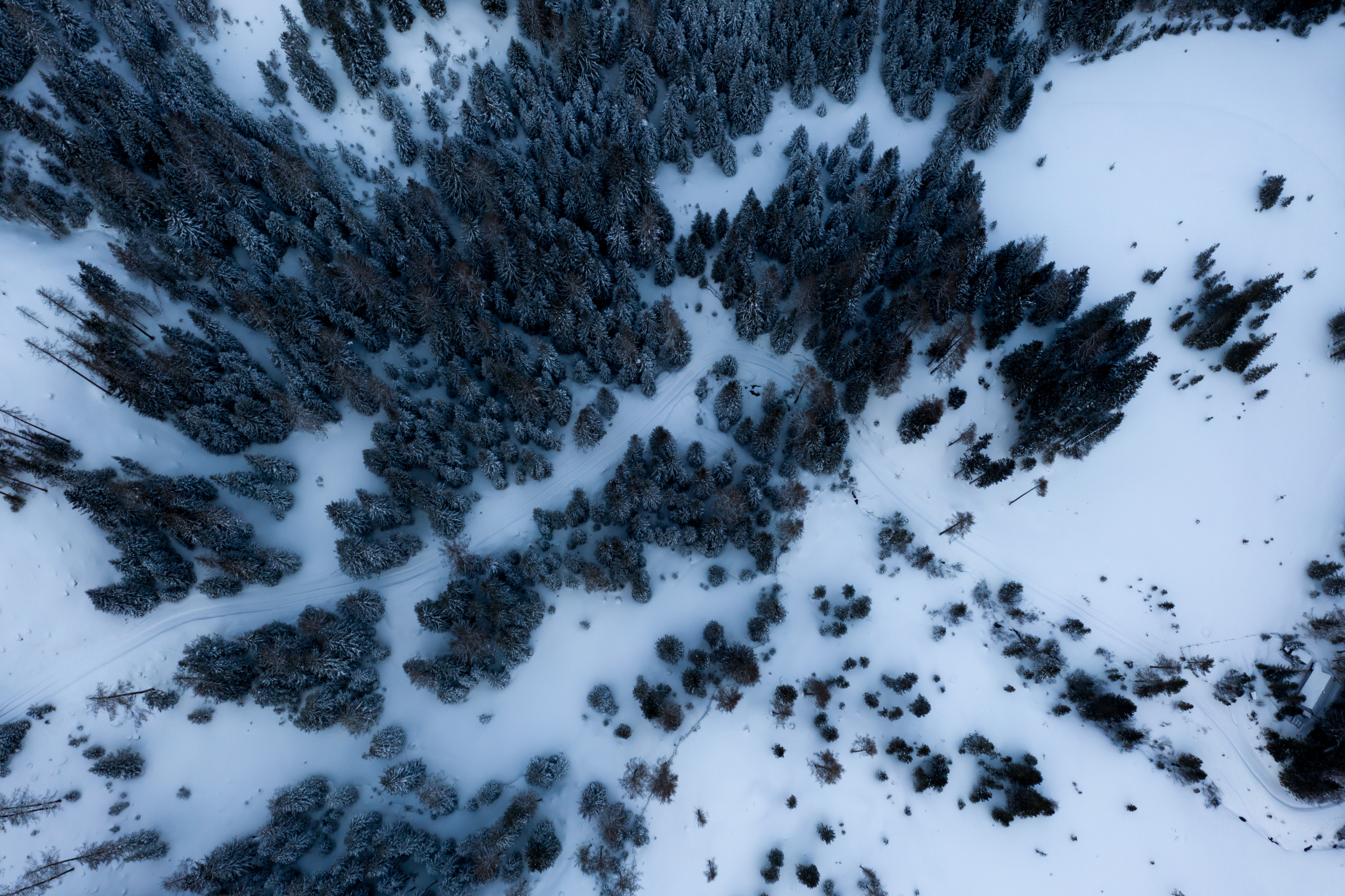 a_snowy_forest_with_trees