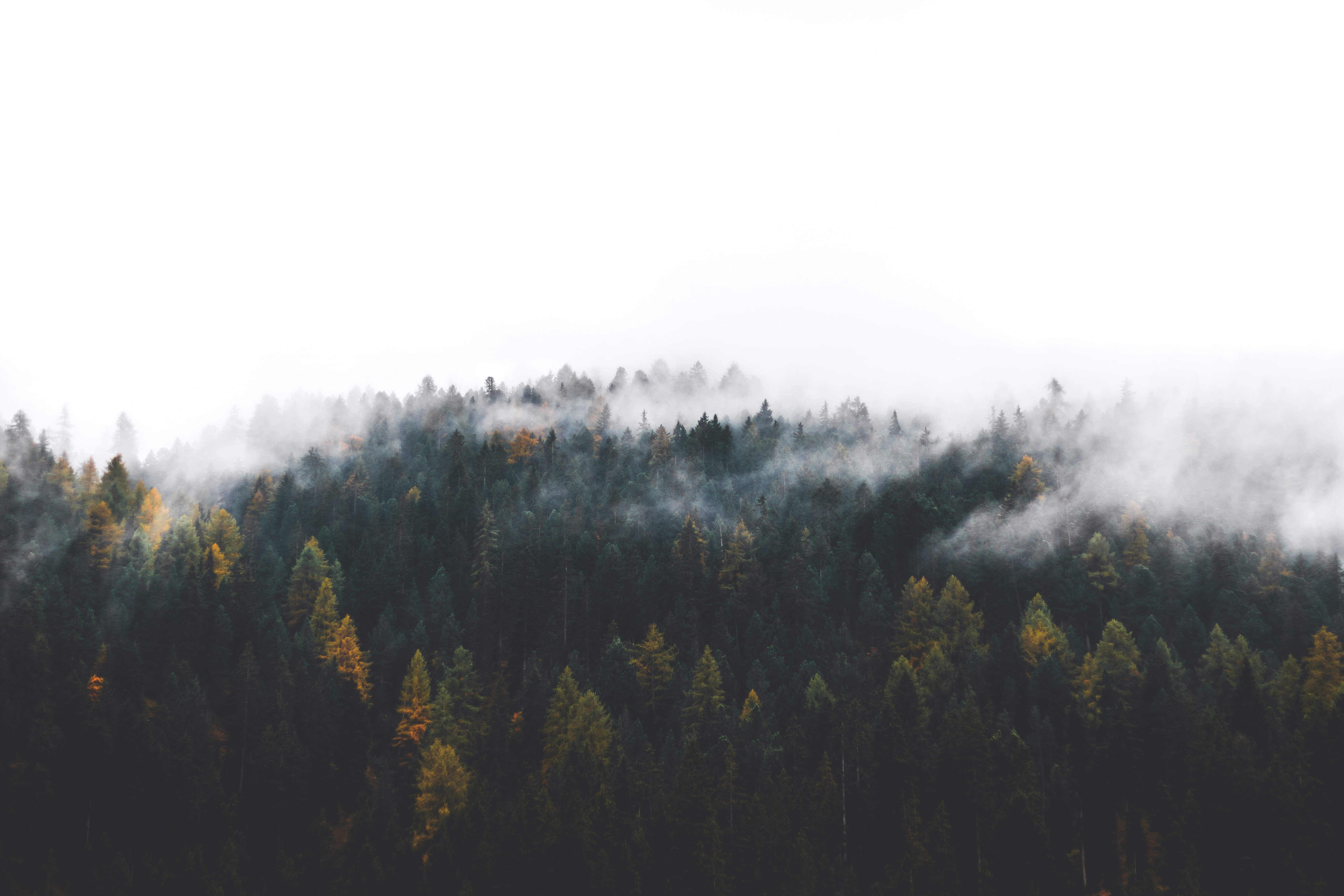 a_foggy_forest_with_trees_03