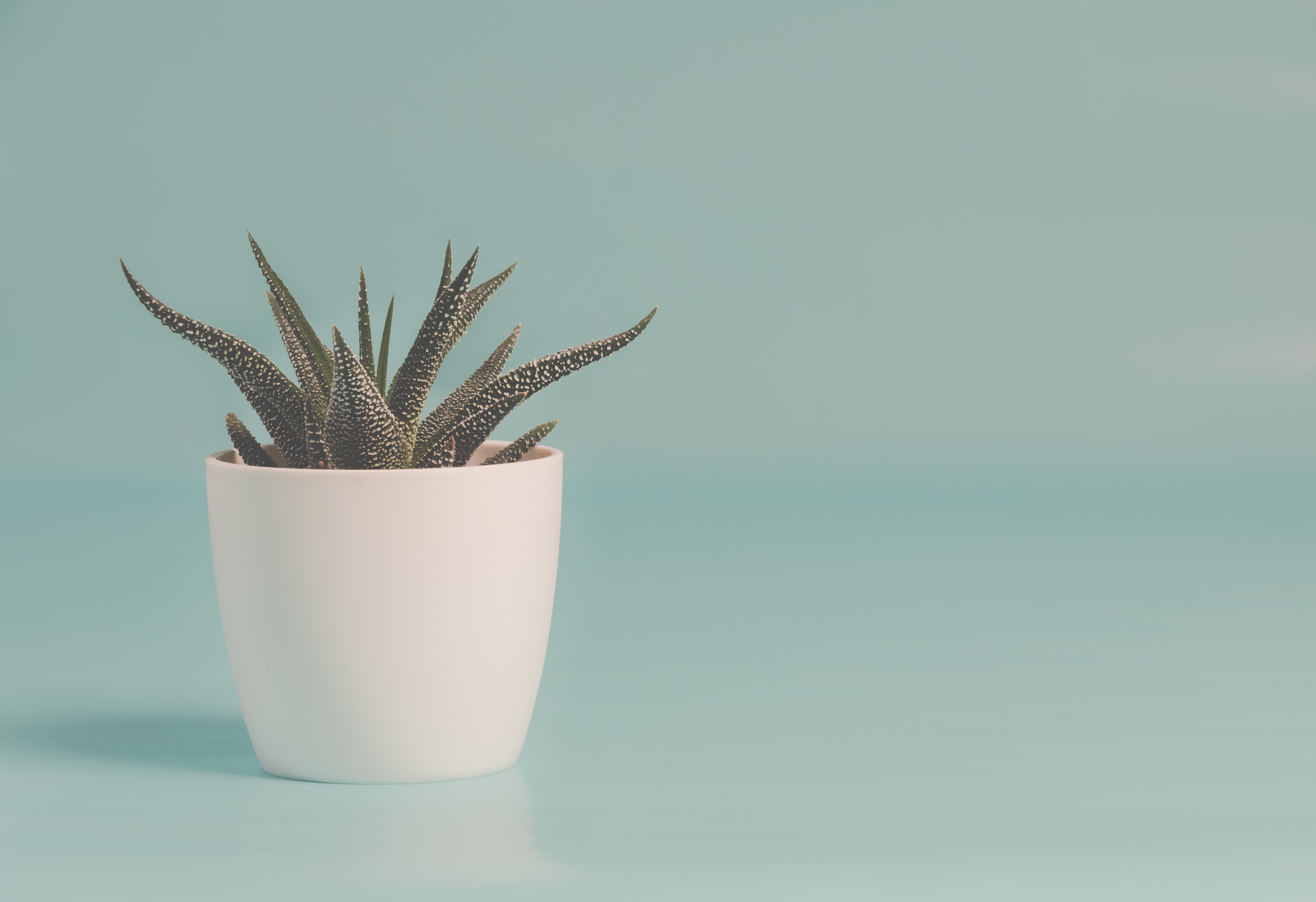 a_potted_plant_on_a_blue_surface