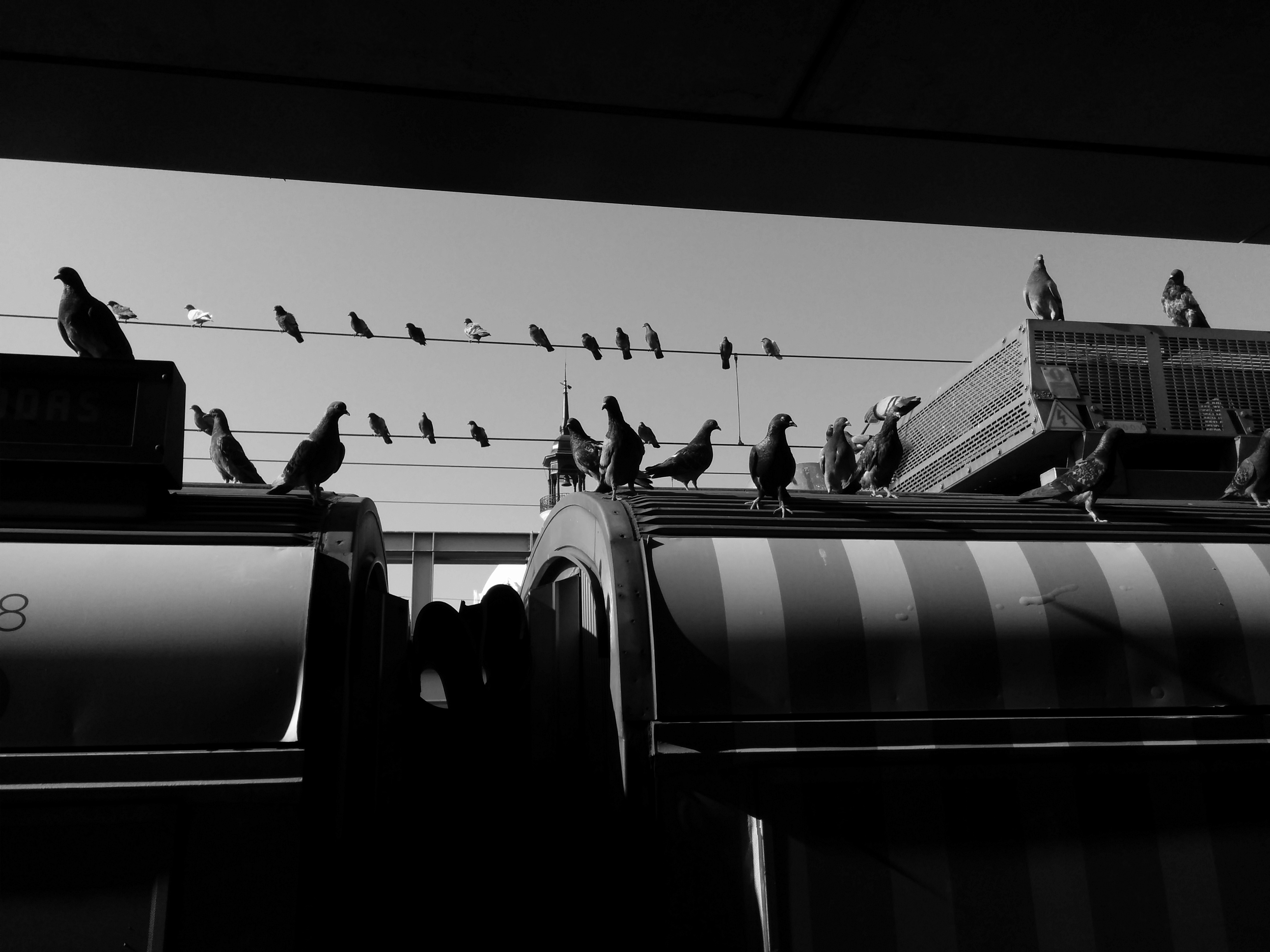 birds_on_top_of_a_bus