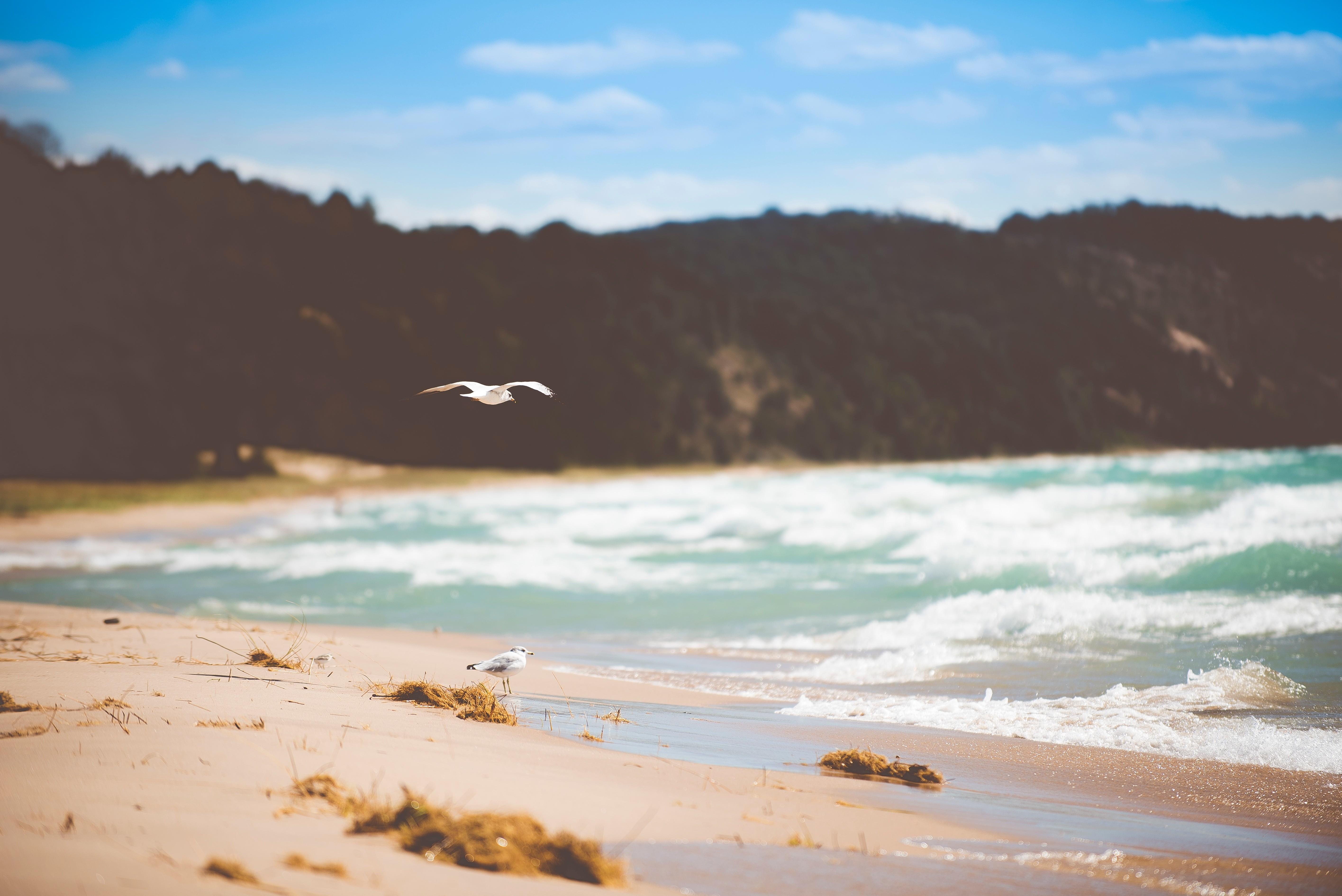 a_bird_flying_over_a_beach