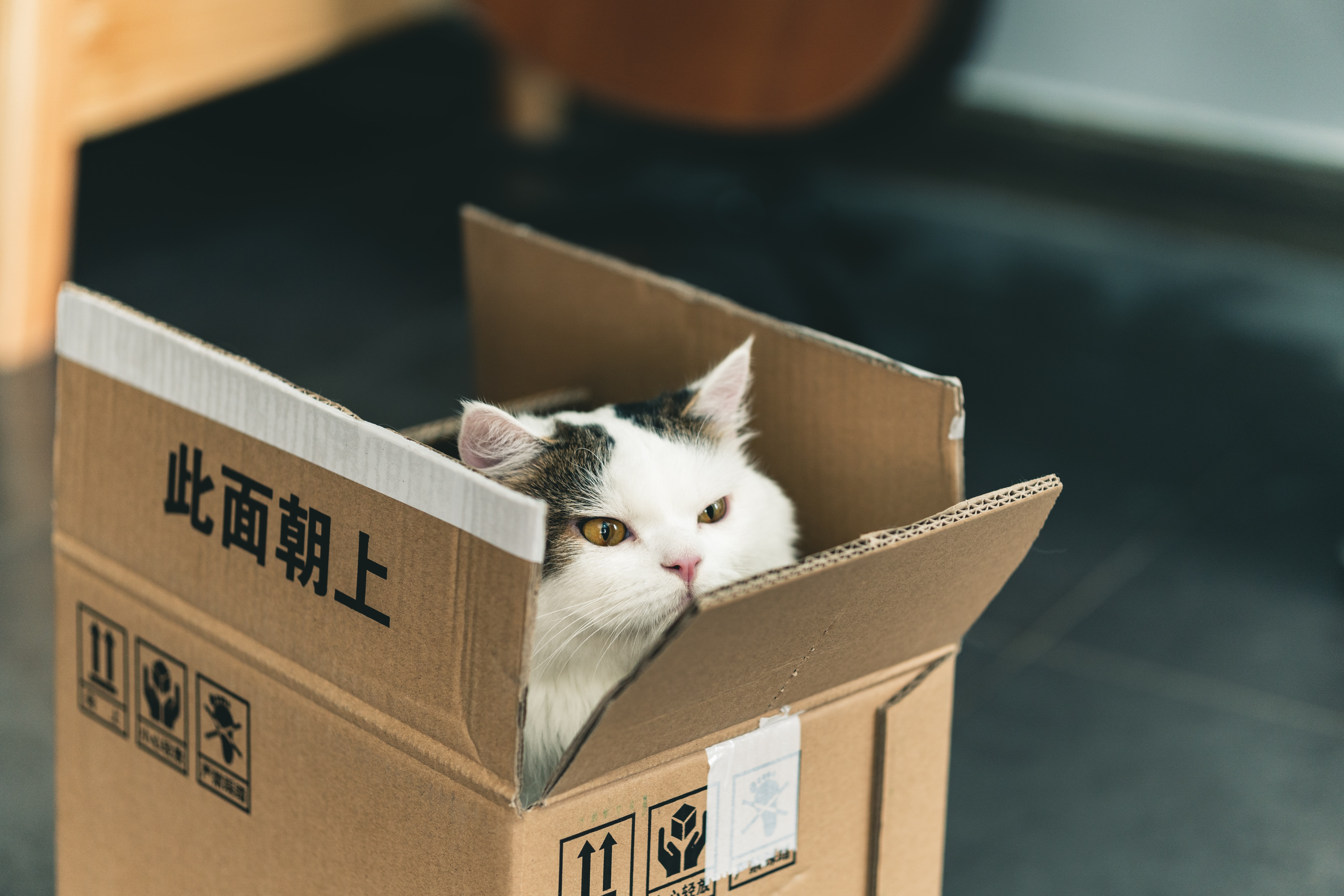 a_cat_in_a_box