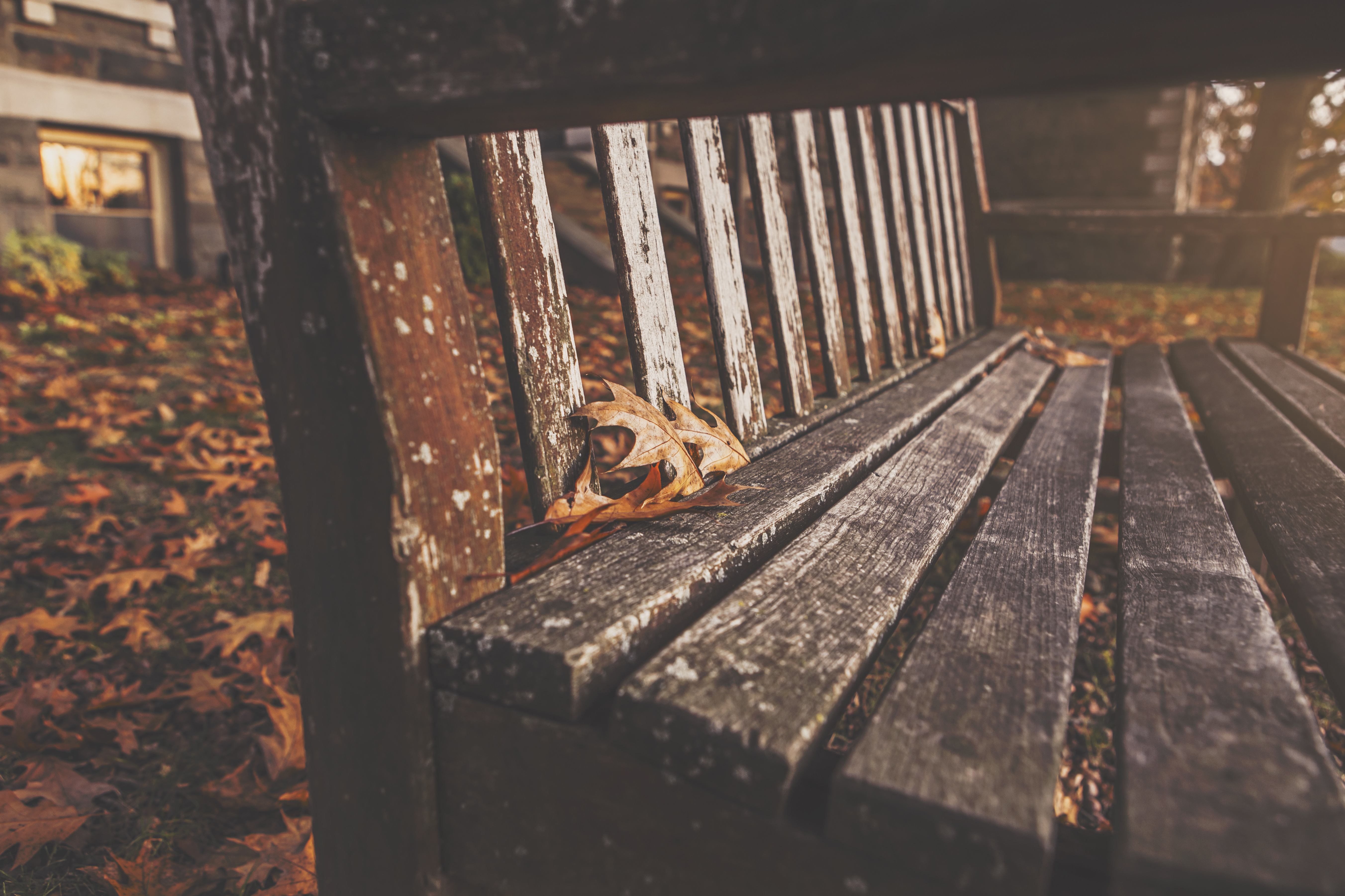 a_close_up_of_a_bench