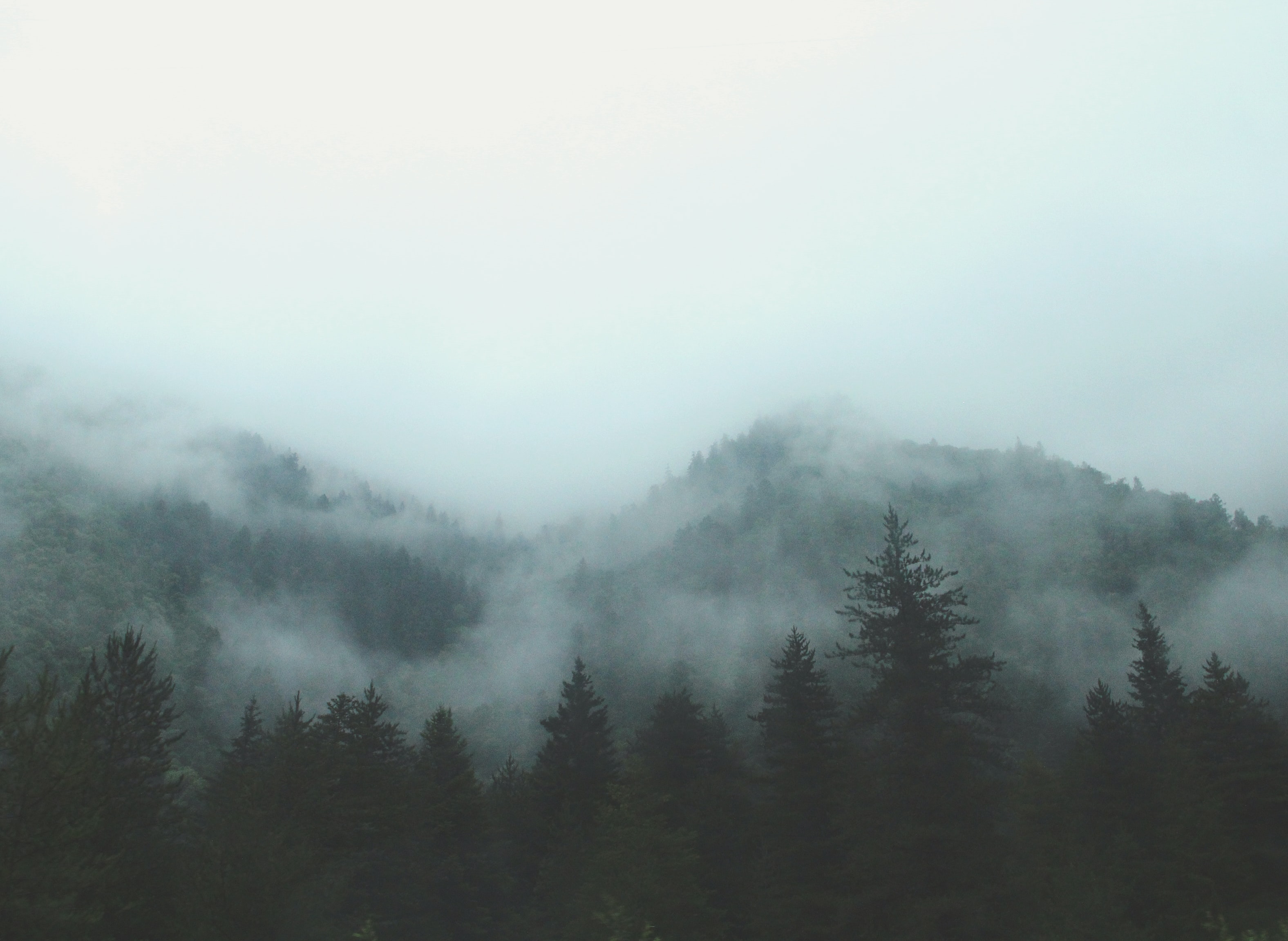 a_foggy_forest_with_trees