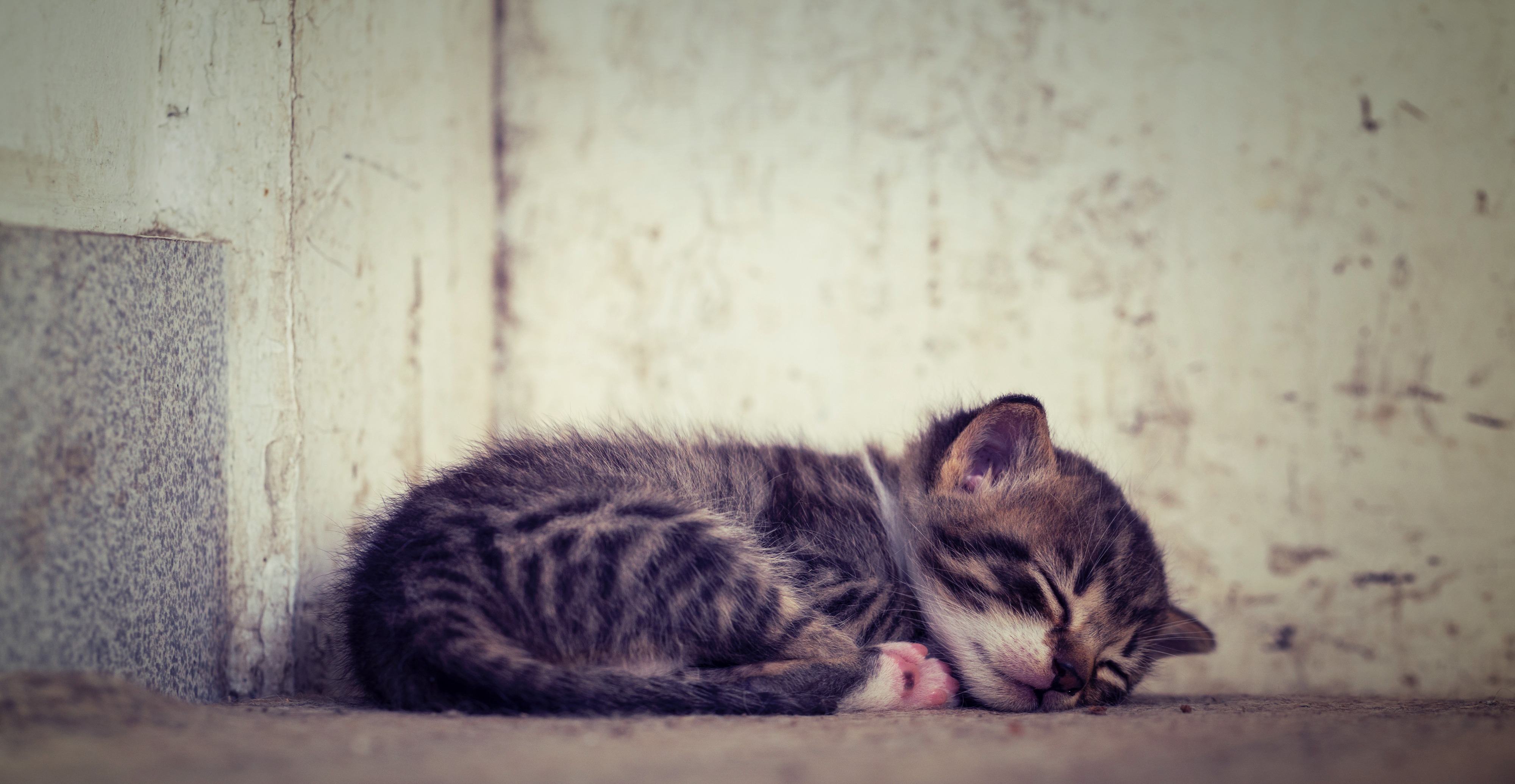 a_kitten_sleeping_on_the_ground