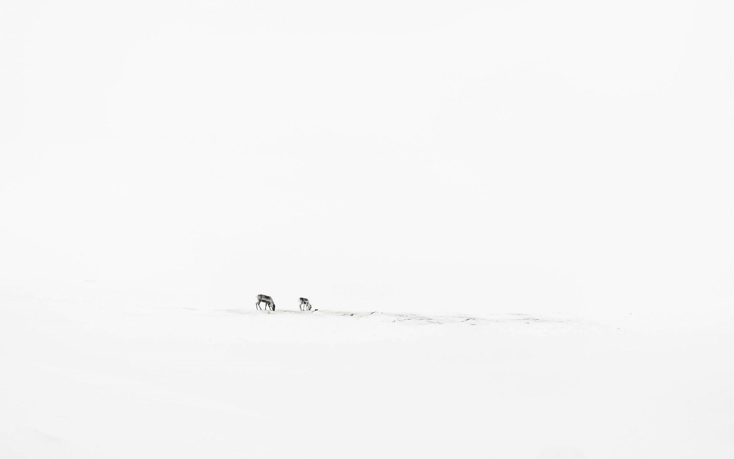 two_animals_in_the_snow