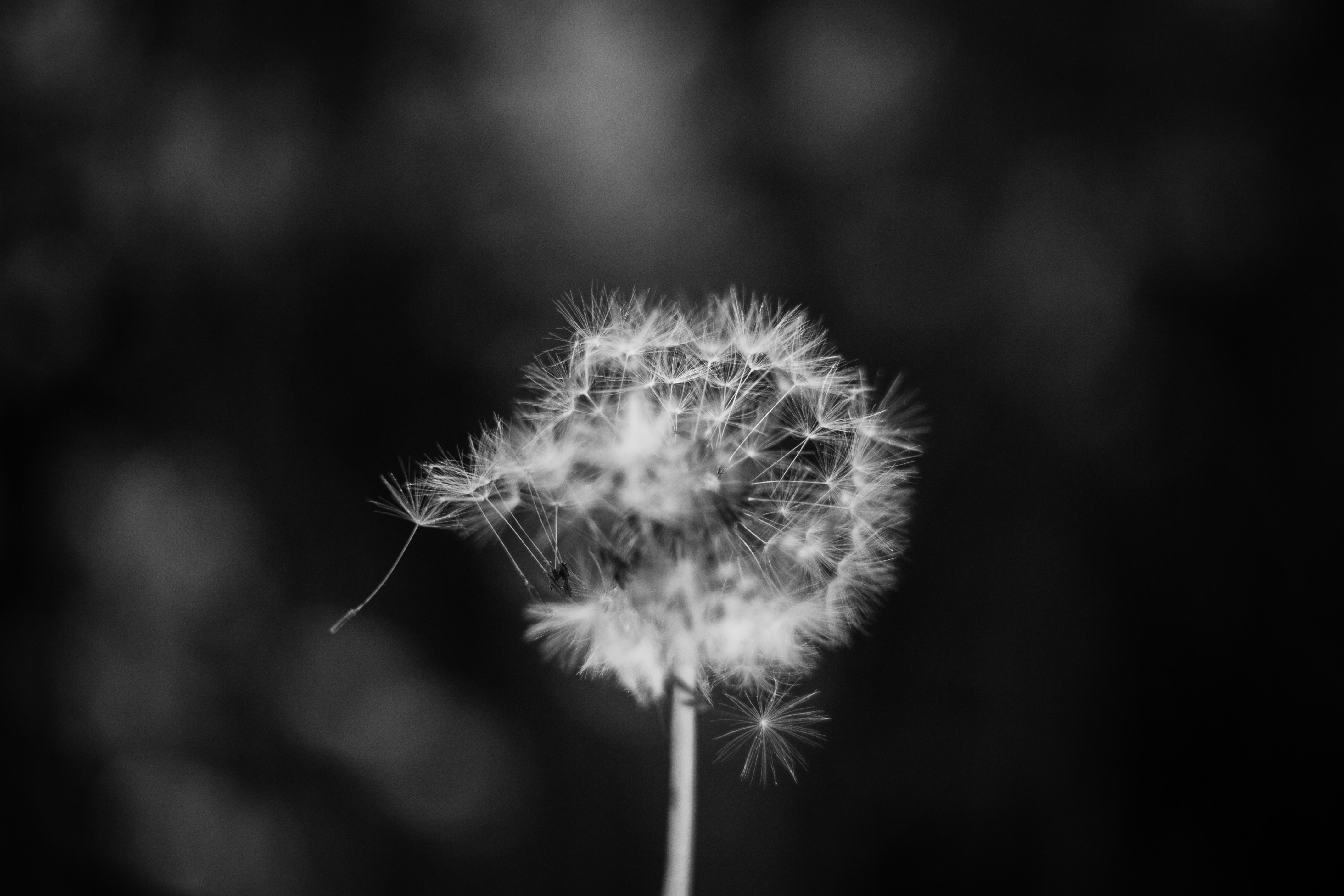 a_close_up_of_a_dandelion