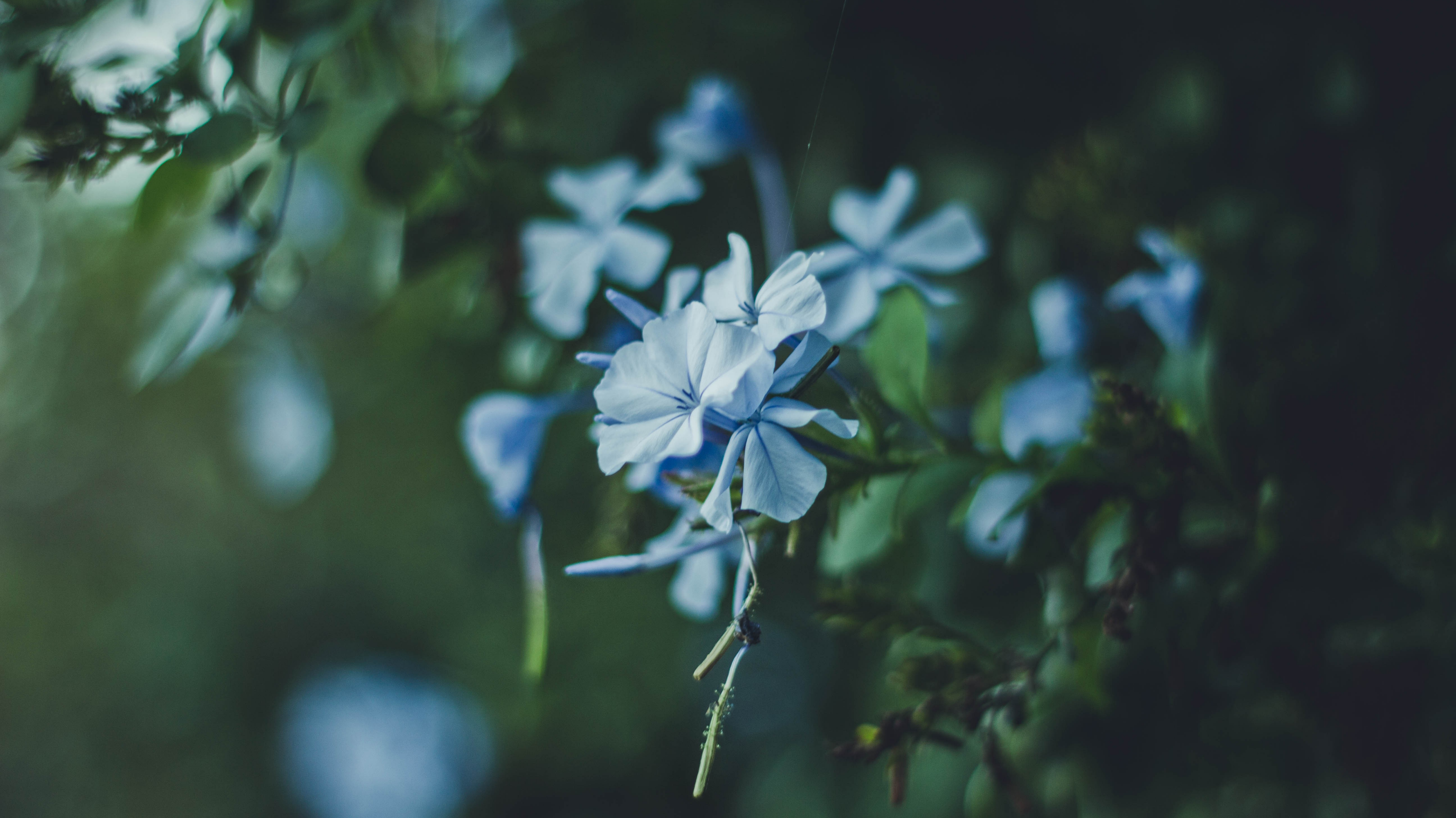 a_close_up_of_a_flower_01