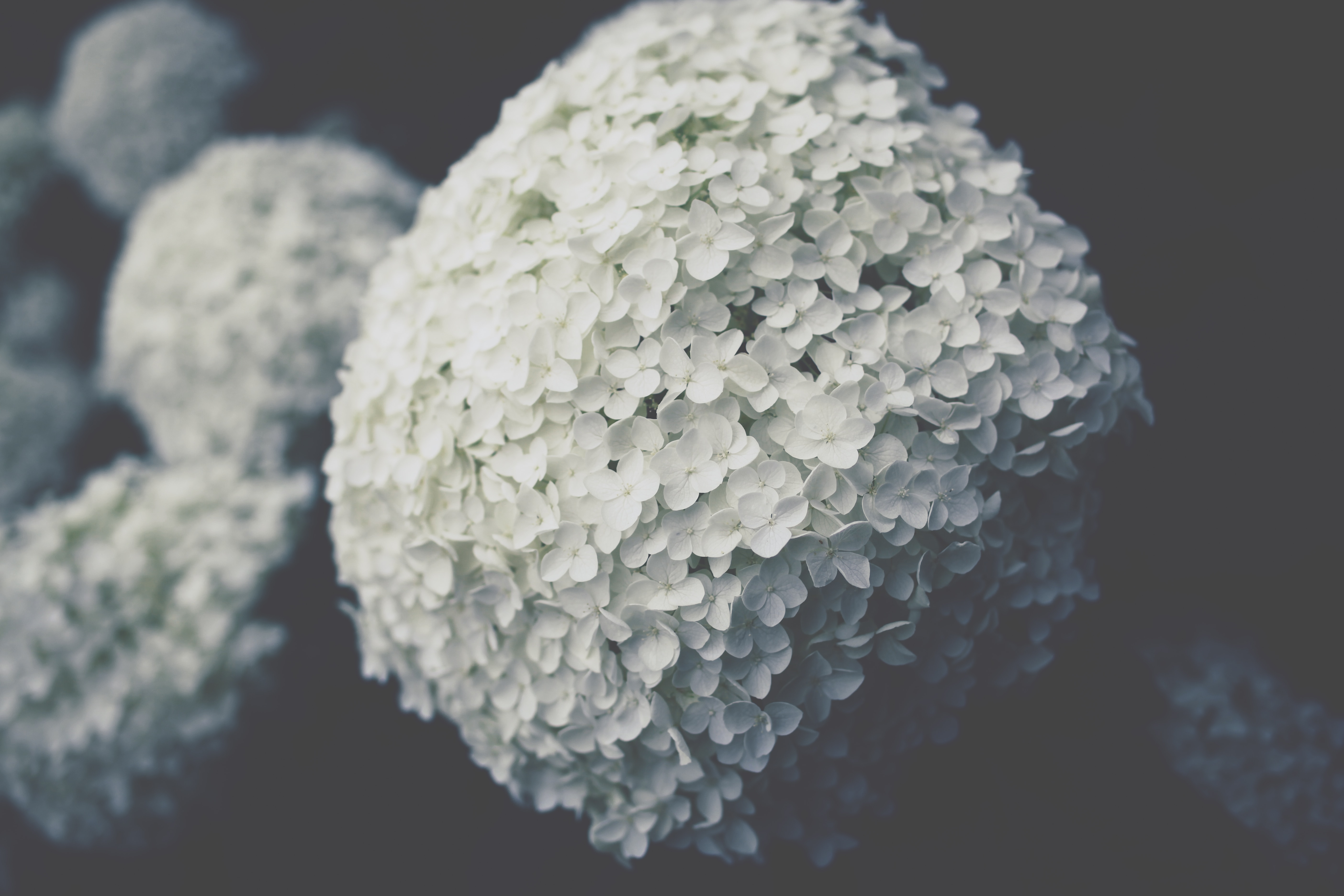 a_close_up_of_a_white_ball_of_flowers