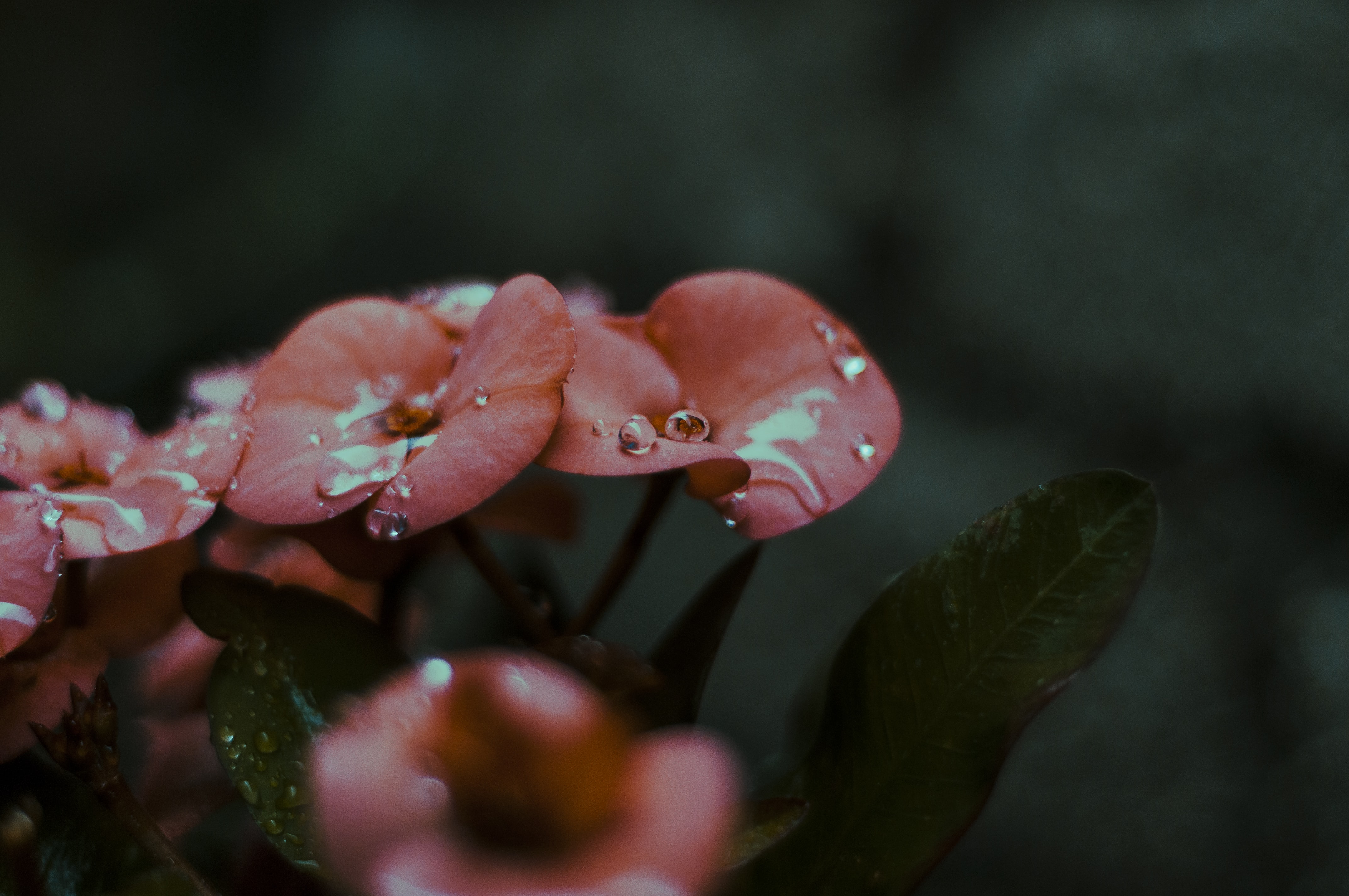 a_close_up_of_flowers