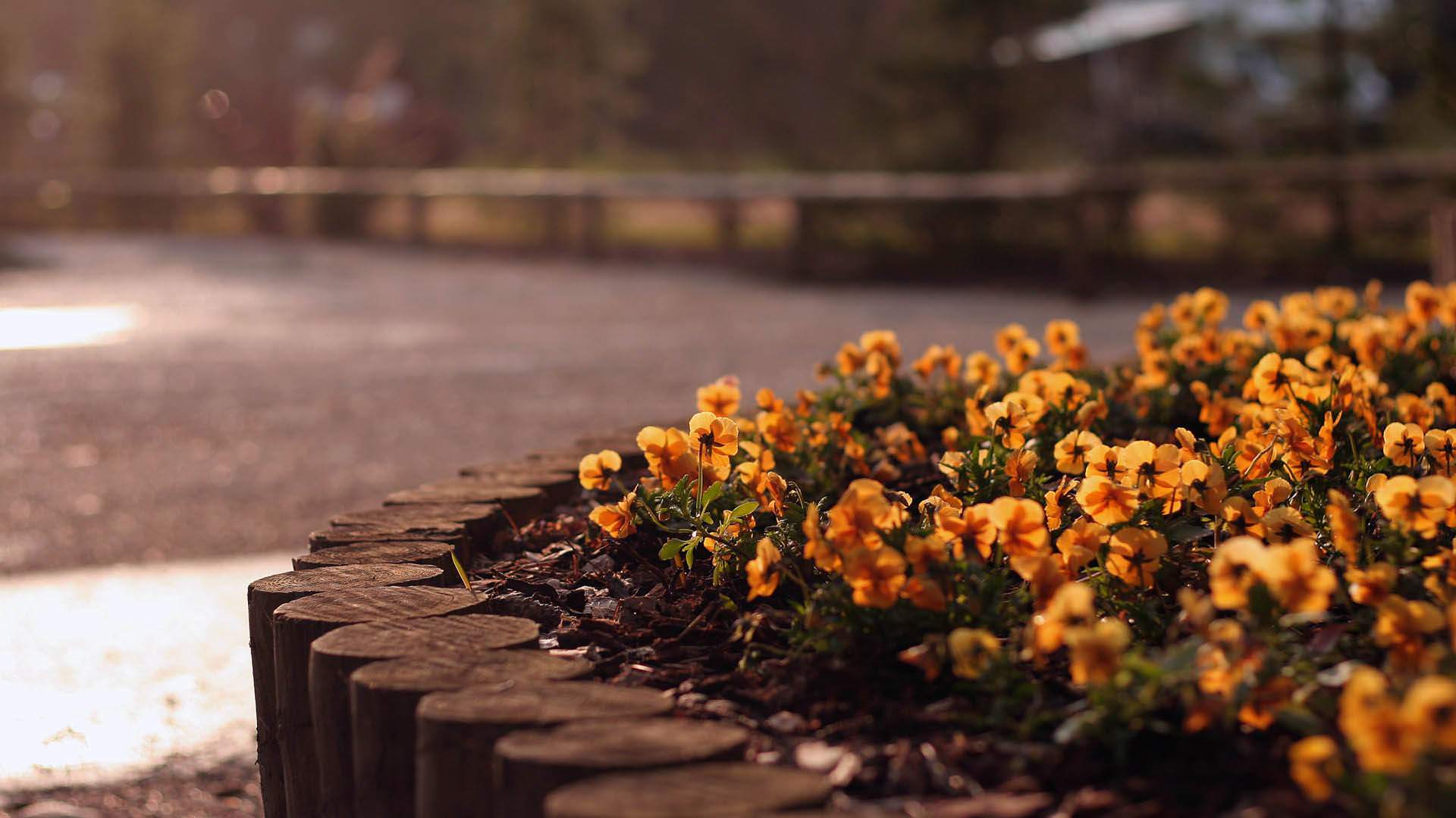 a_flower_bed_with_yellow_flowers