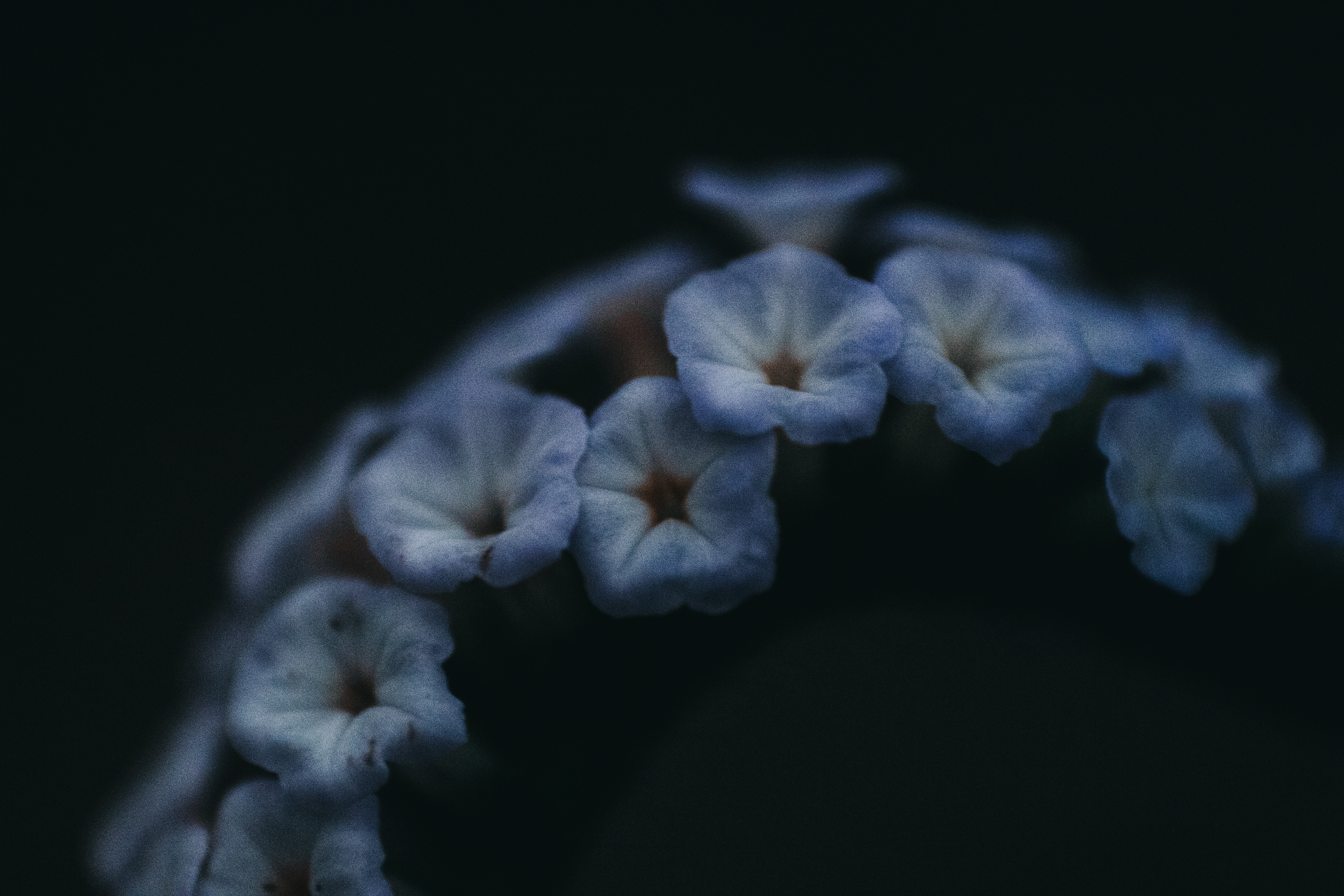 a_group_of_flowers_on_a_black_background