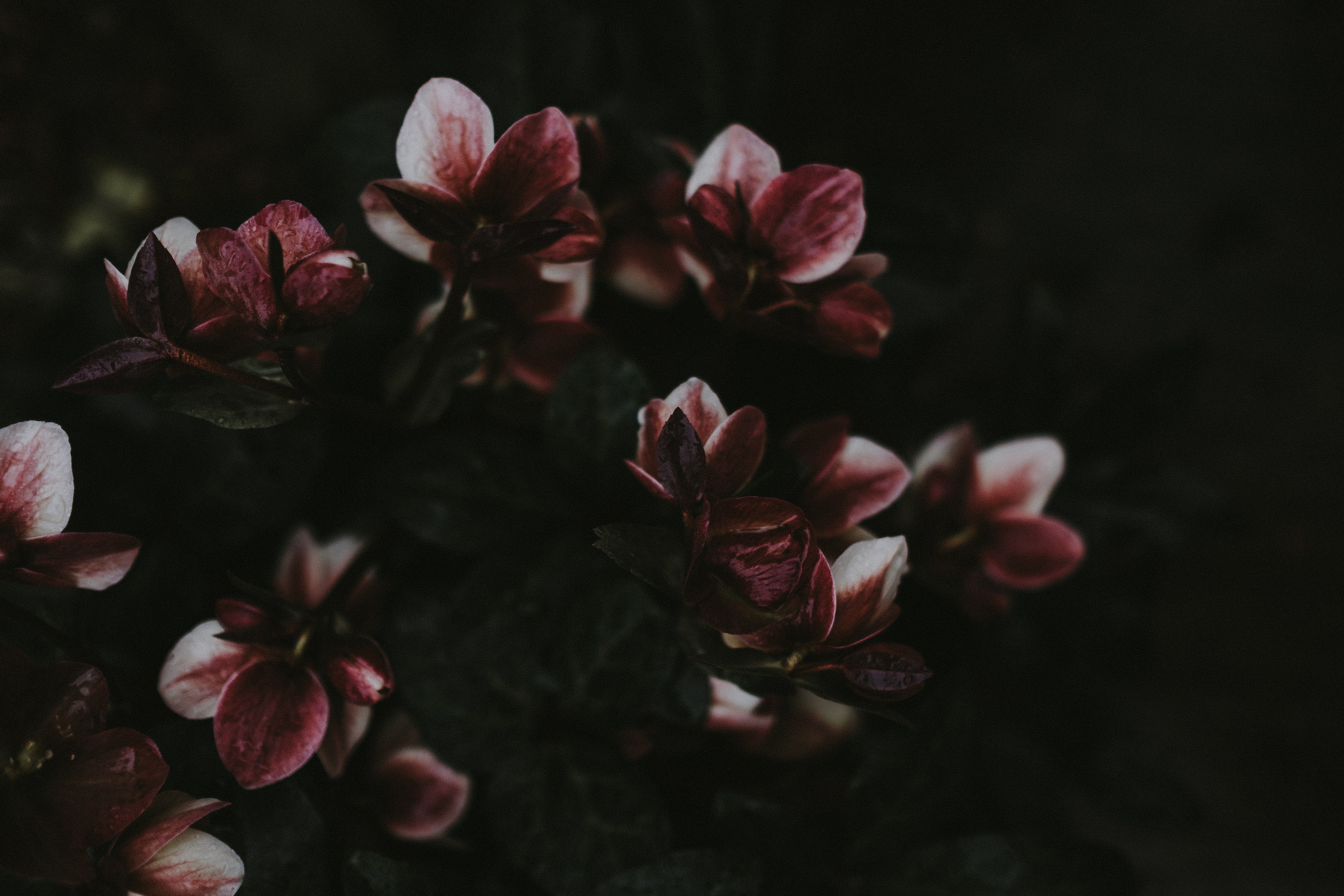 a_group_of_flowers_on_a_plant