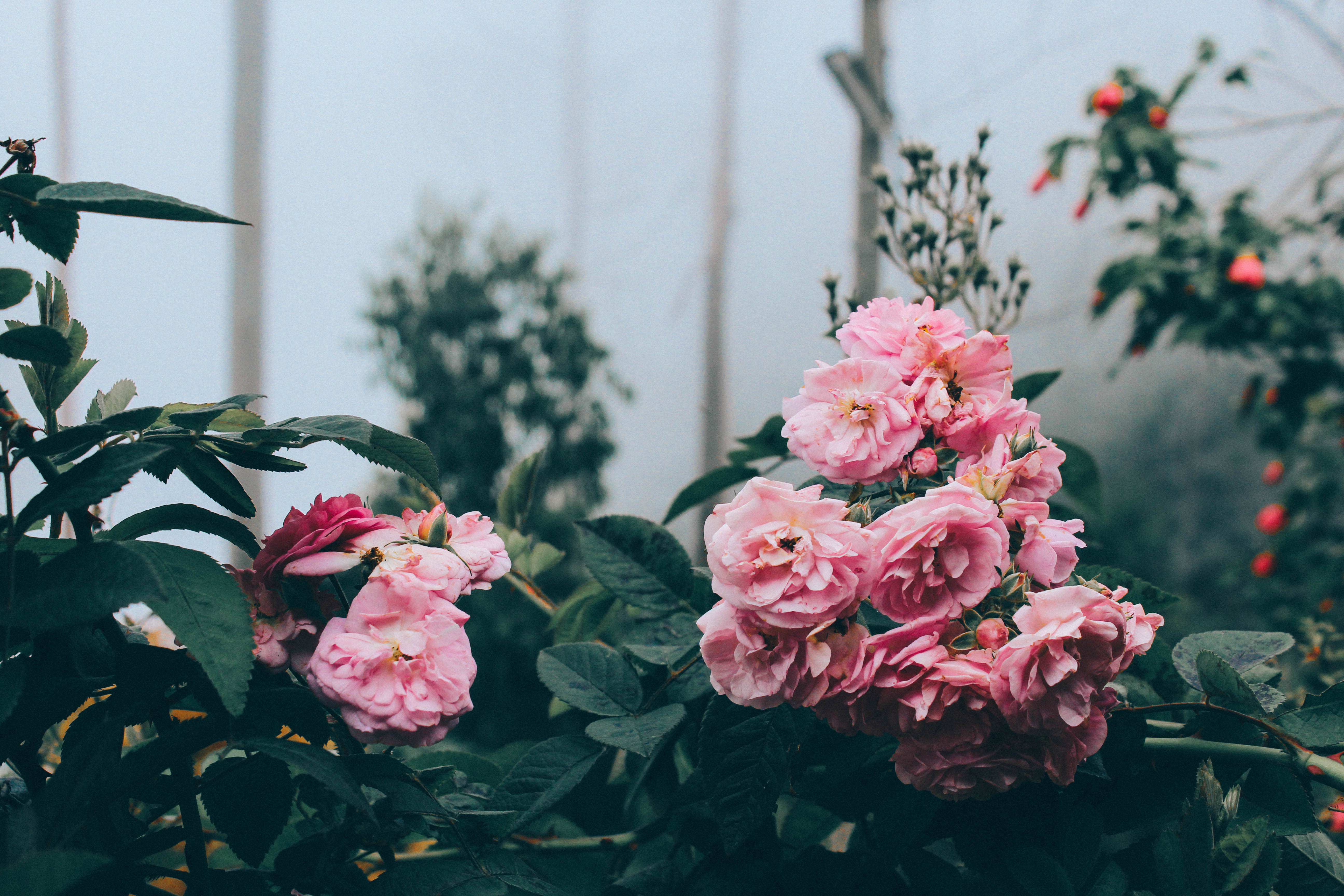 a_group_of_pink_flowers