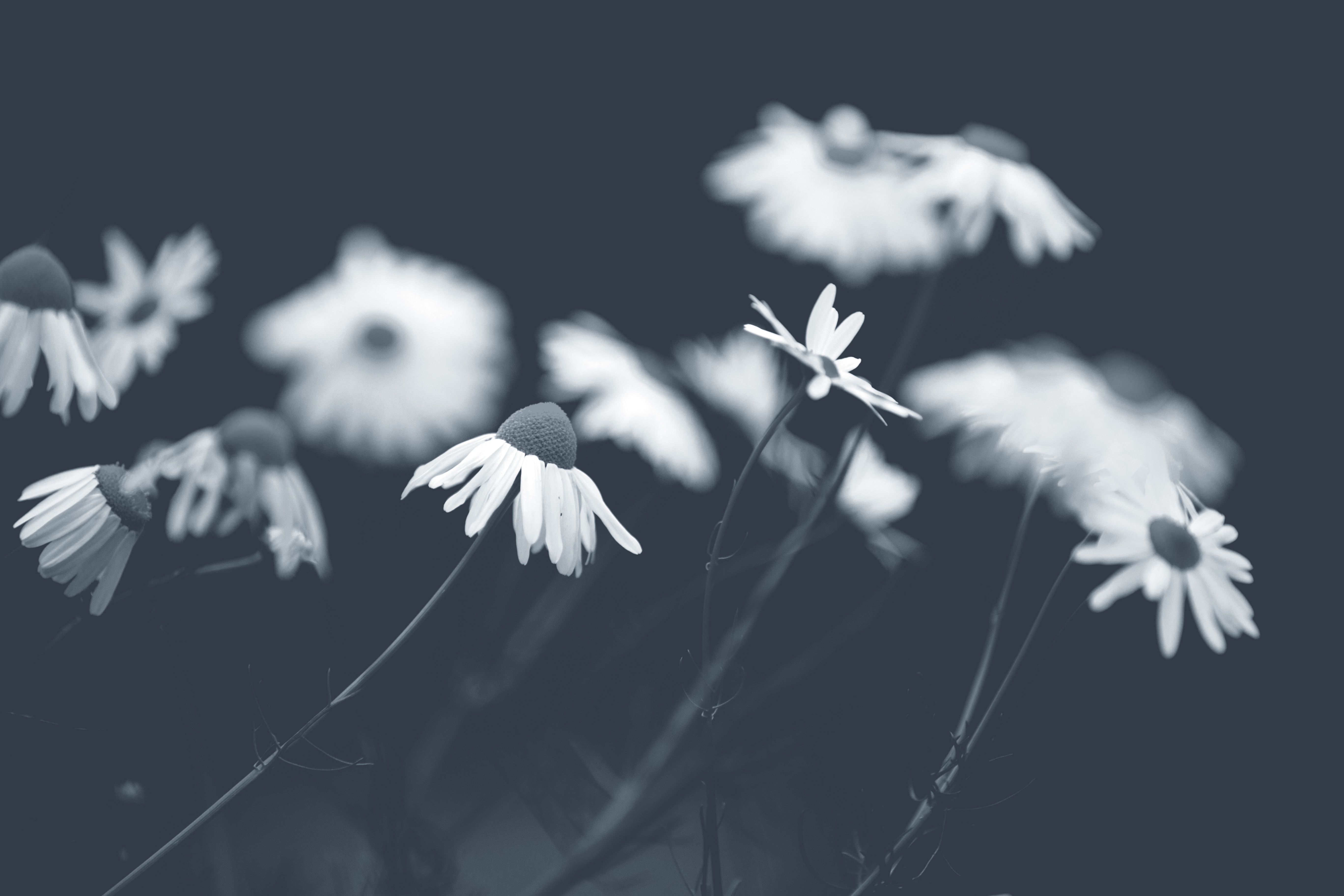 a_group_of_white_flowers_01