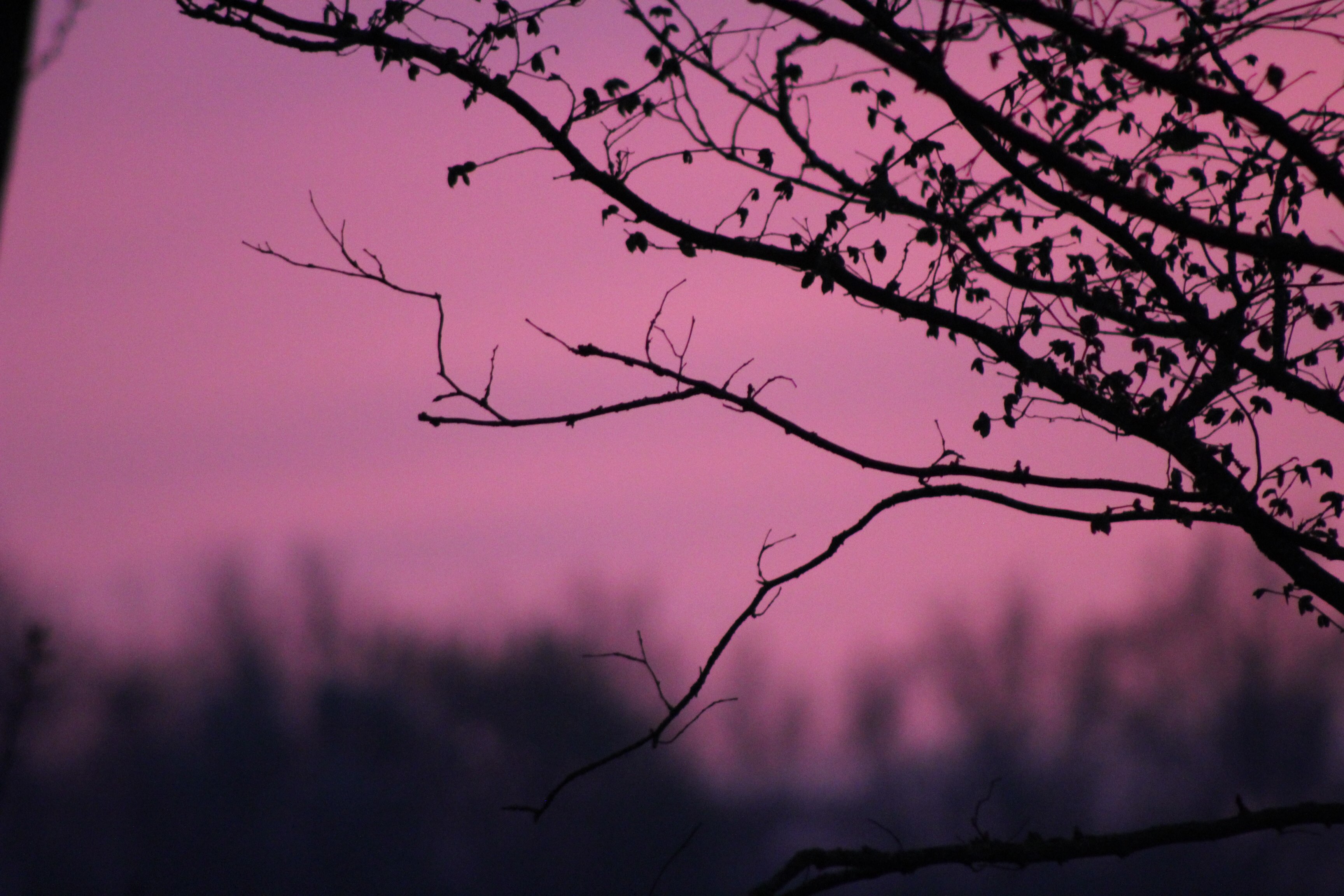 a_tree_branches_against_a_pink_sky