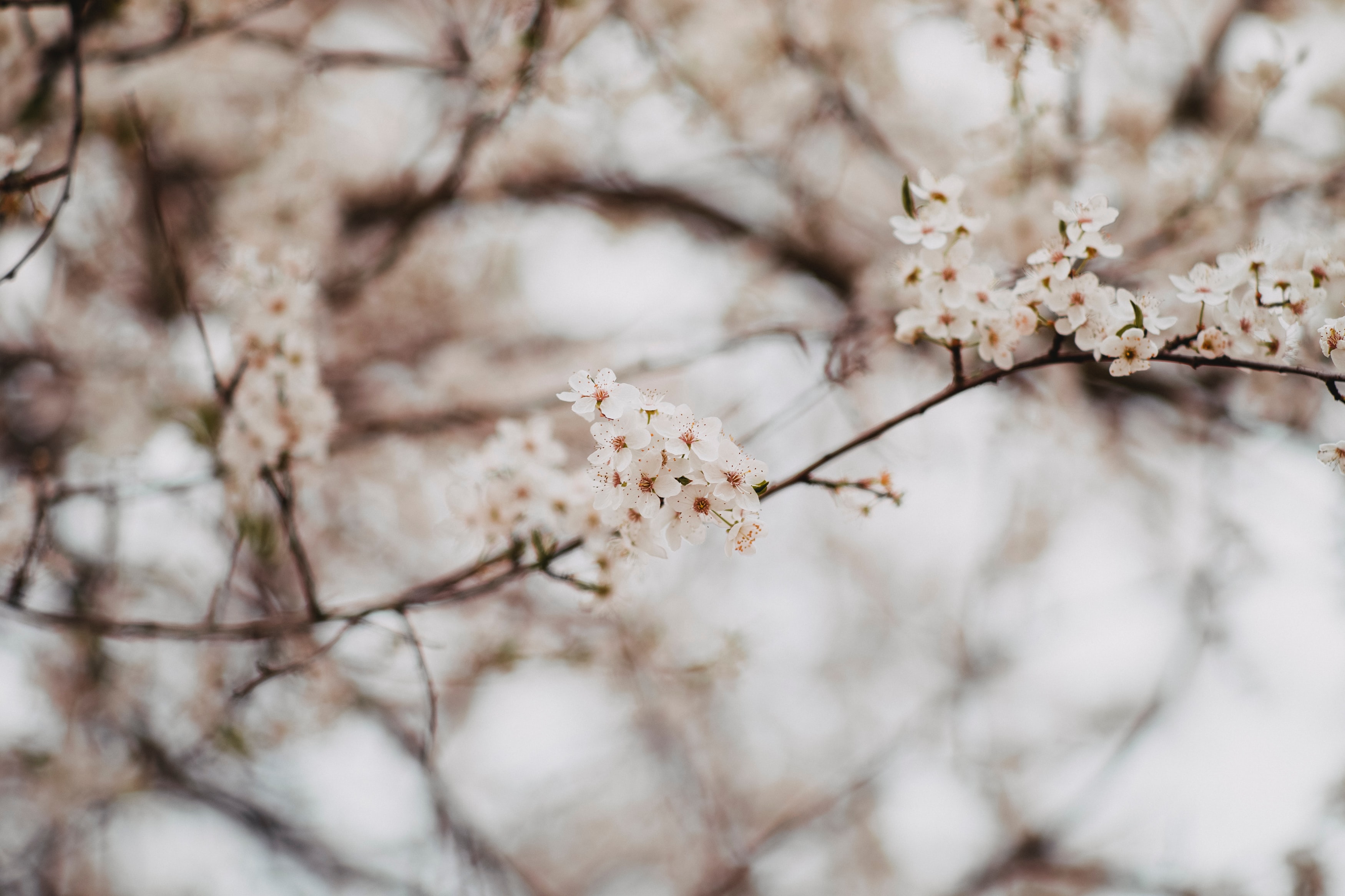 a_tree_with_white_flowers