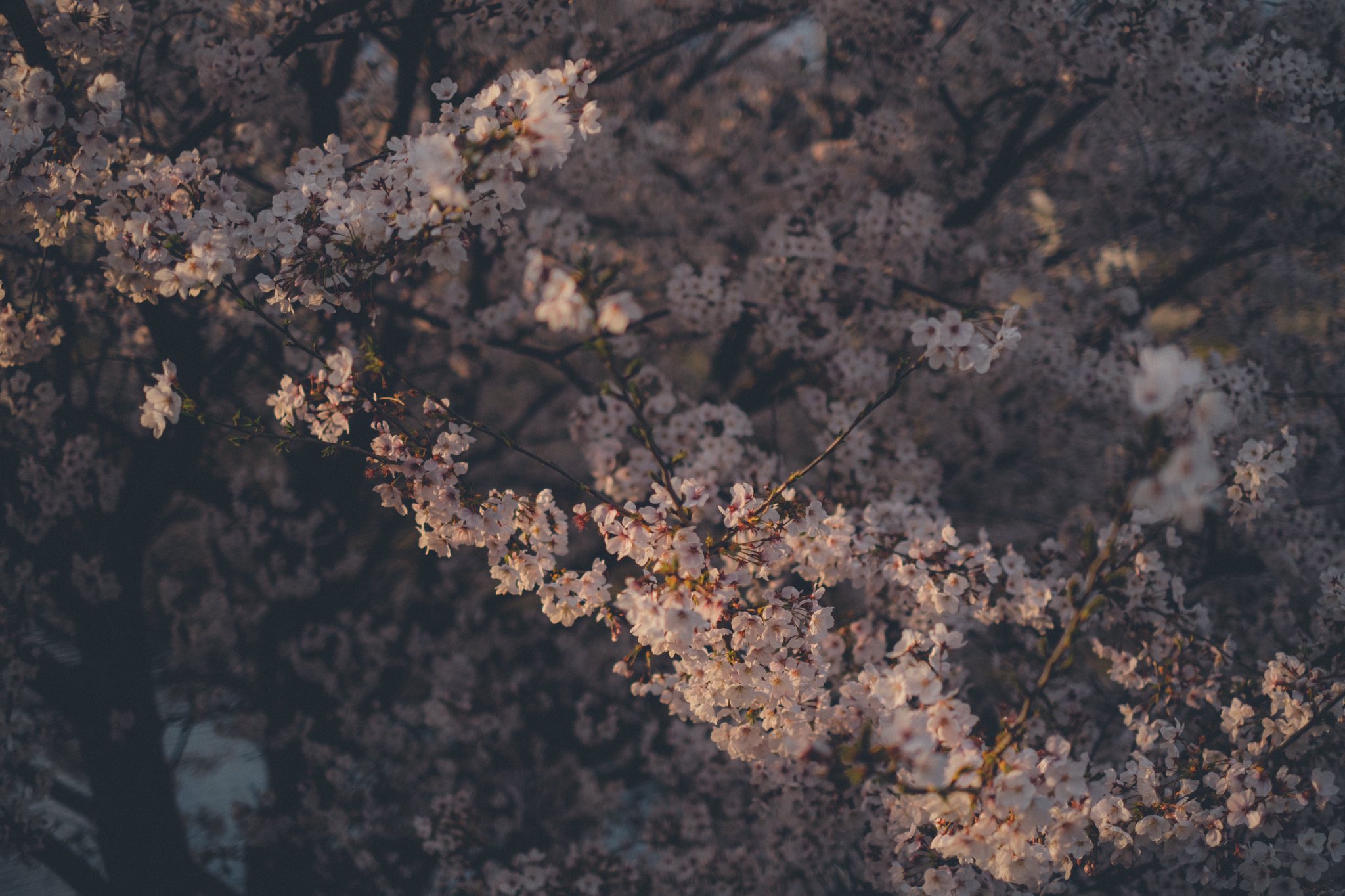 a_tree_with_white_flowers_01