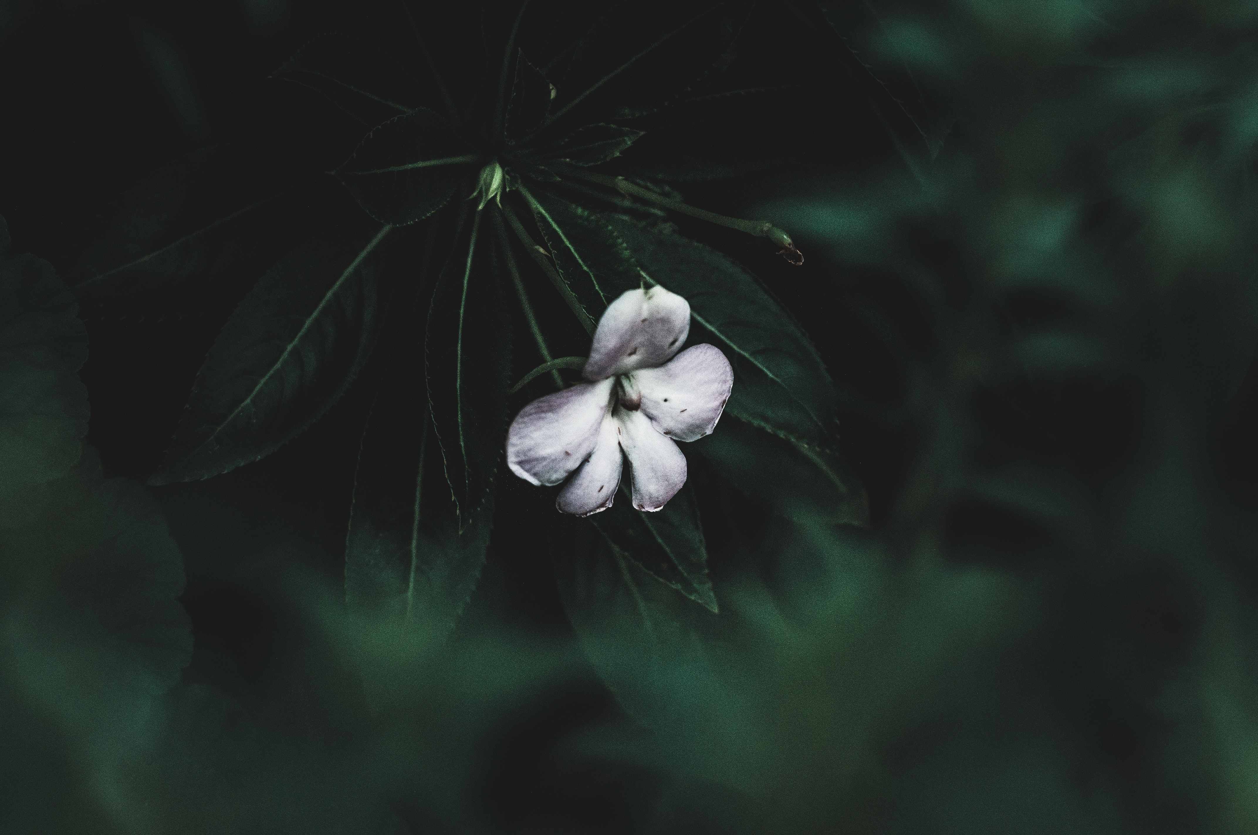 a_white_flower_on_a_plant