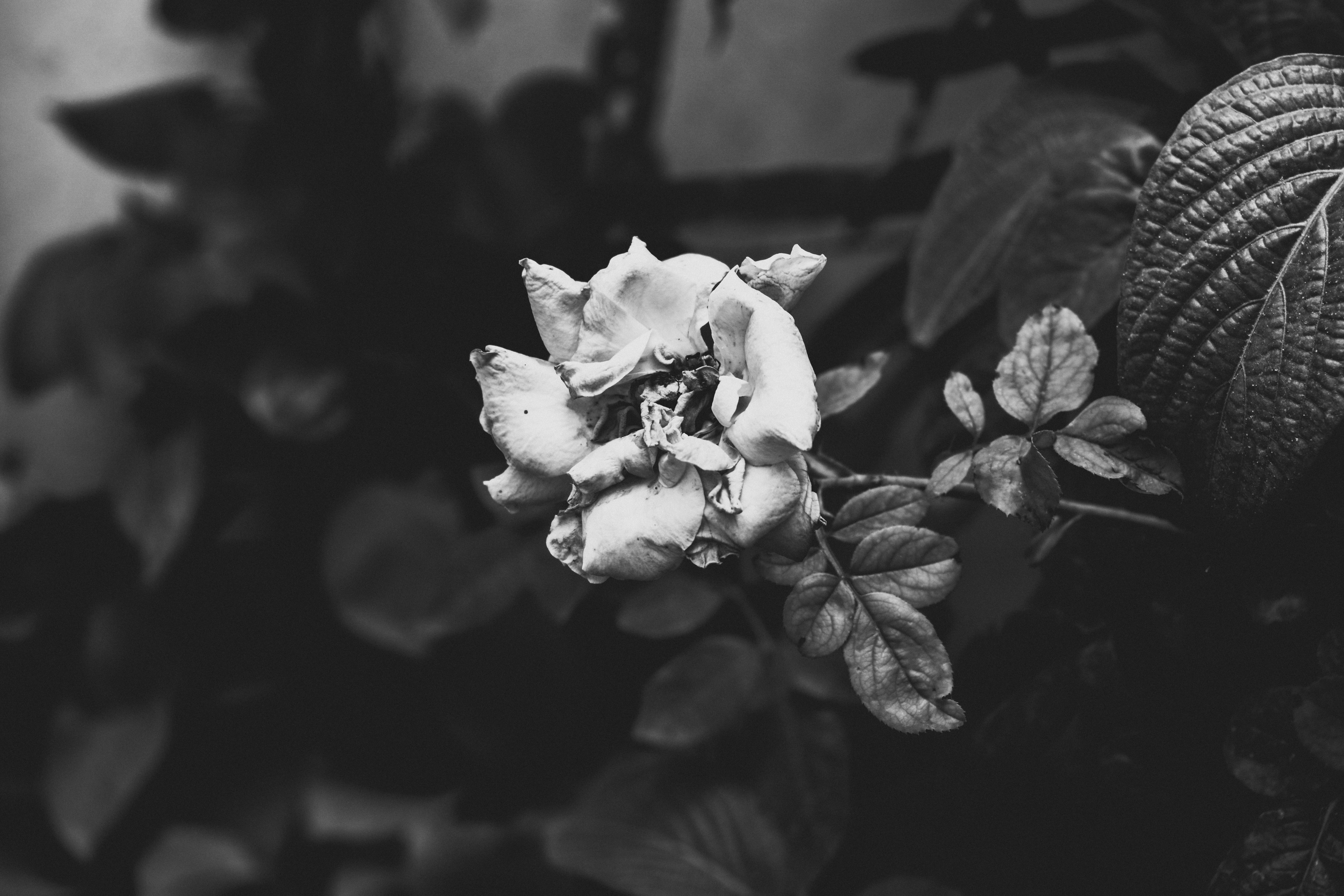 a_white_flower_on_a_plant_01