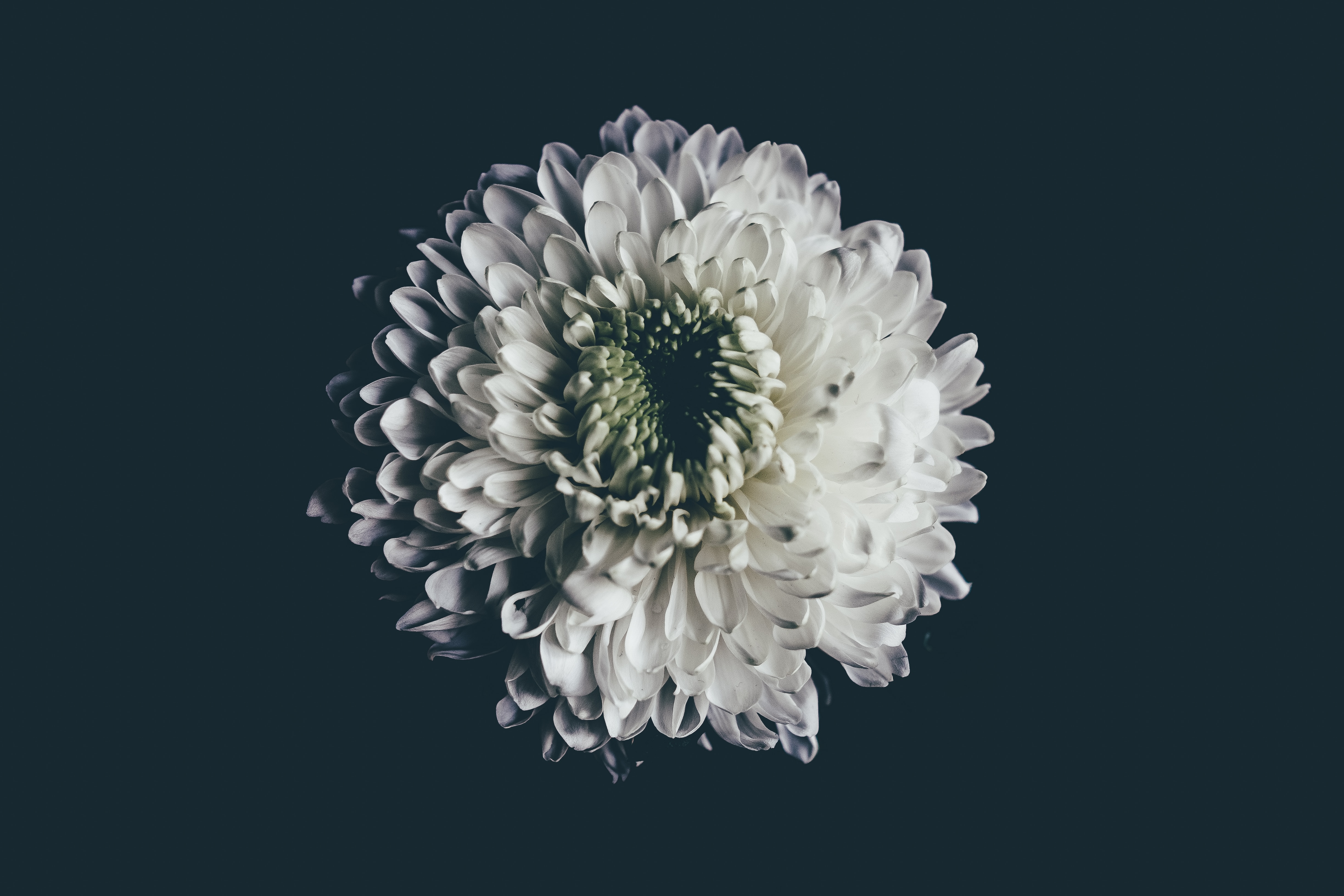 a_white_flower_with_green_center