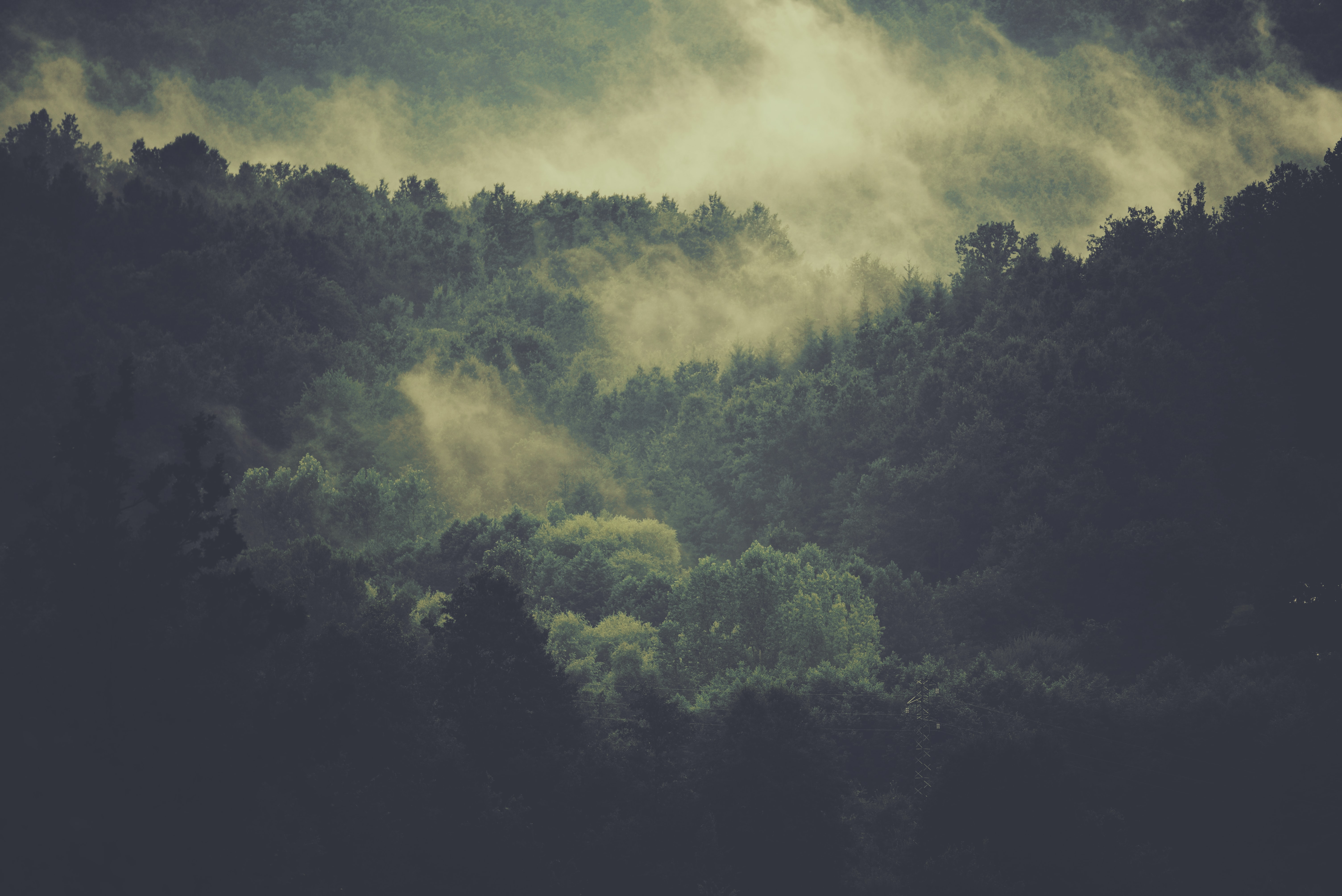 a_foggy_forest_with_trees