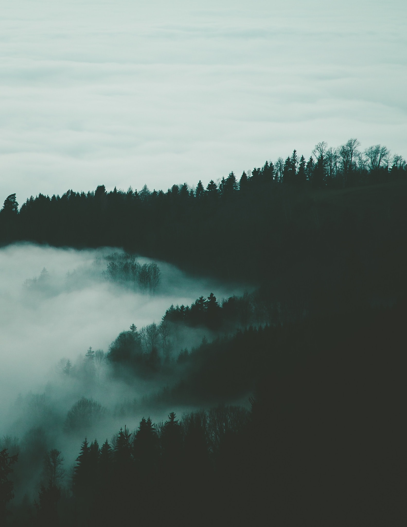 a_foggy_forest_with_trees_01