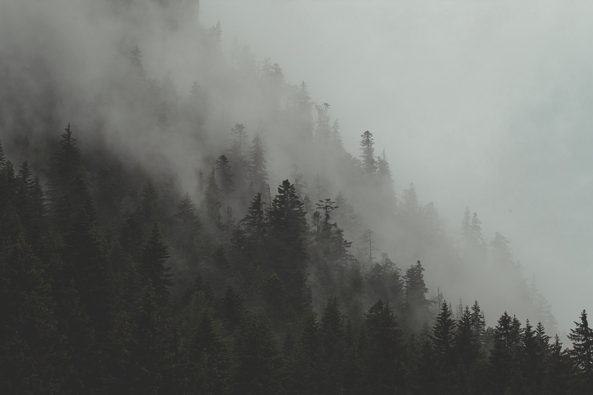 a_foggy_mountain_with_trees