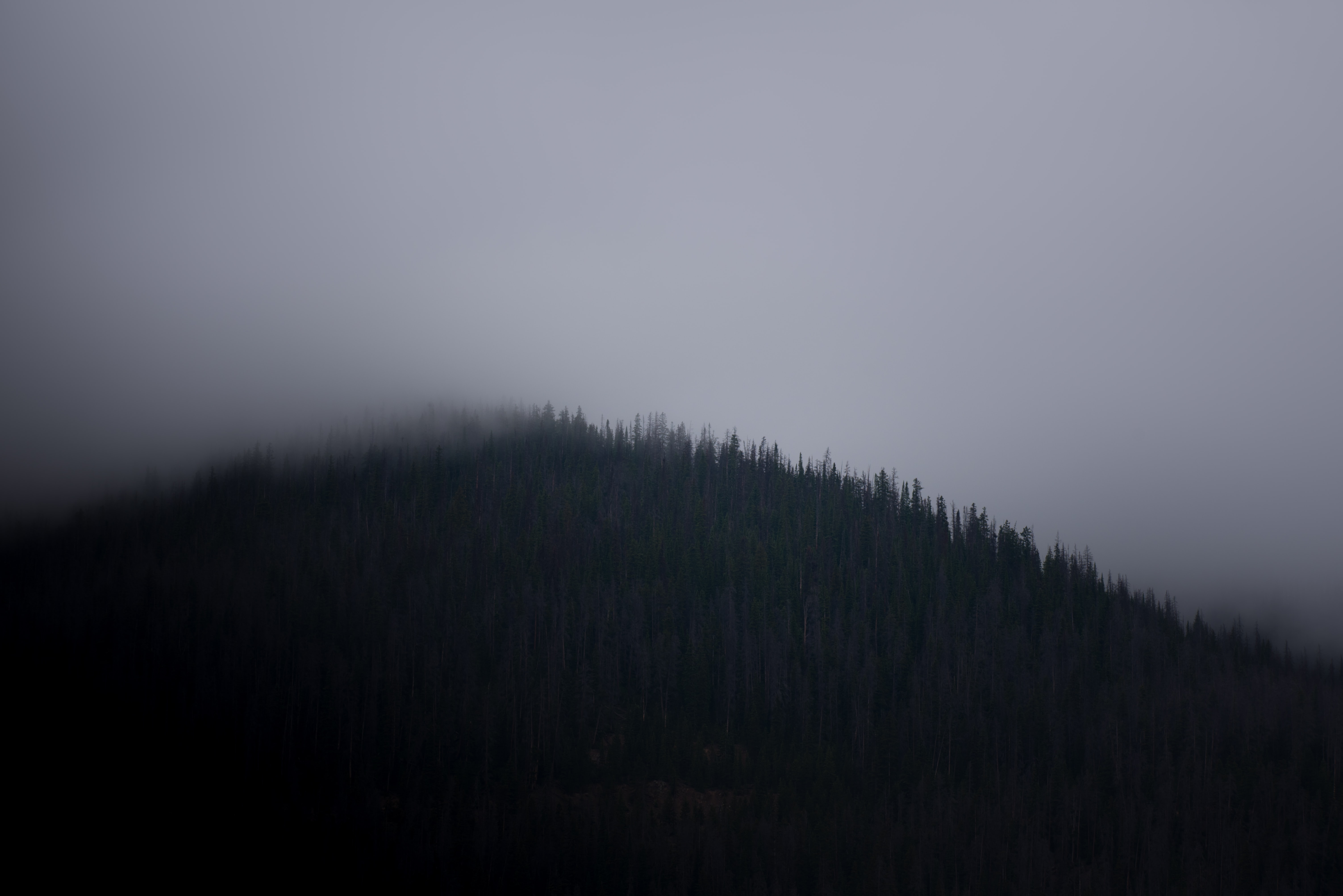 a_foggy_mountain_with_trees_02