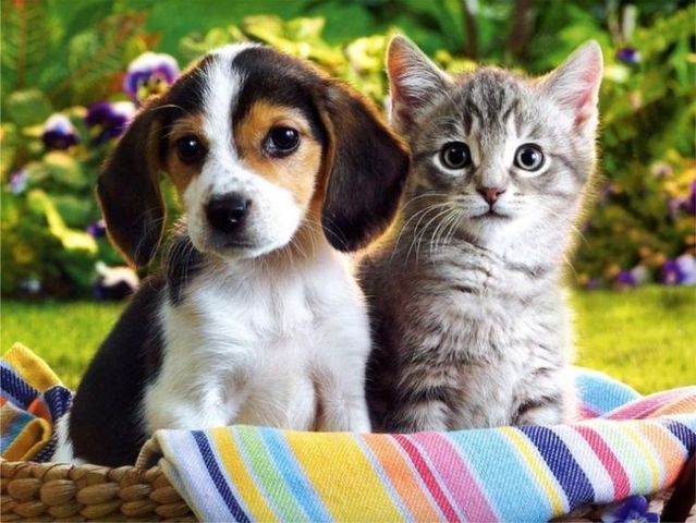 dog and cat image