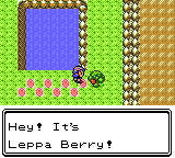 leppa-berry