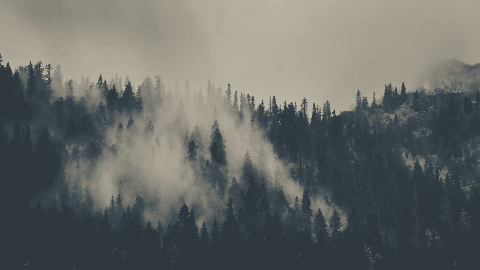 a_foggy_forest_with_trees_01