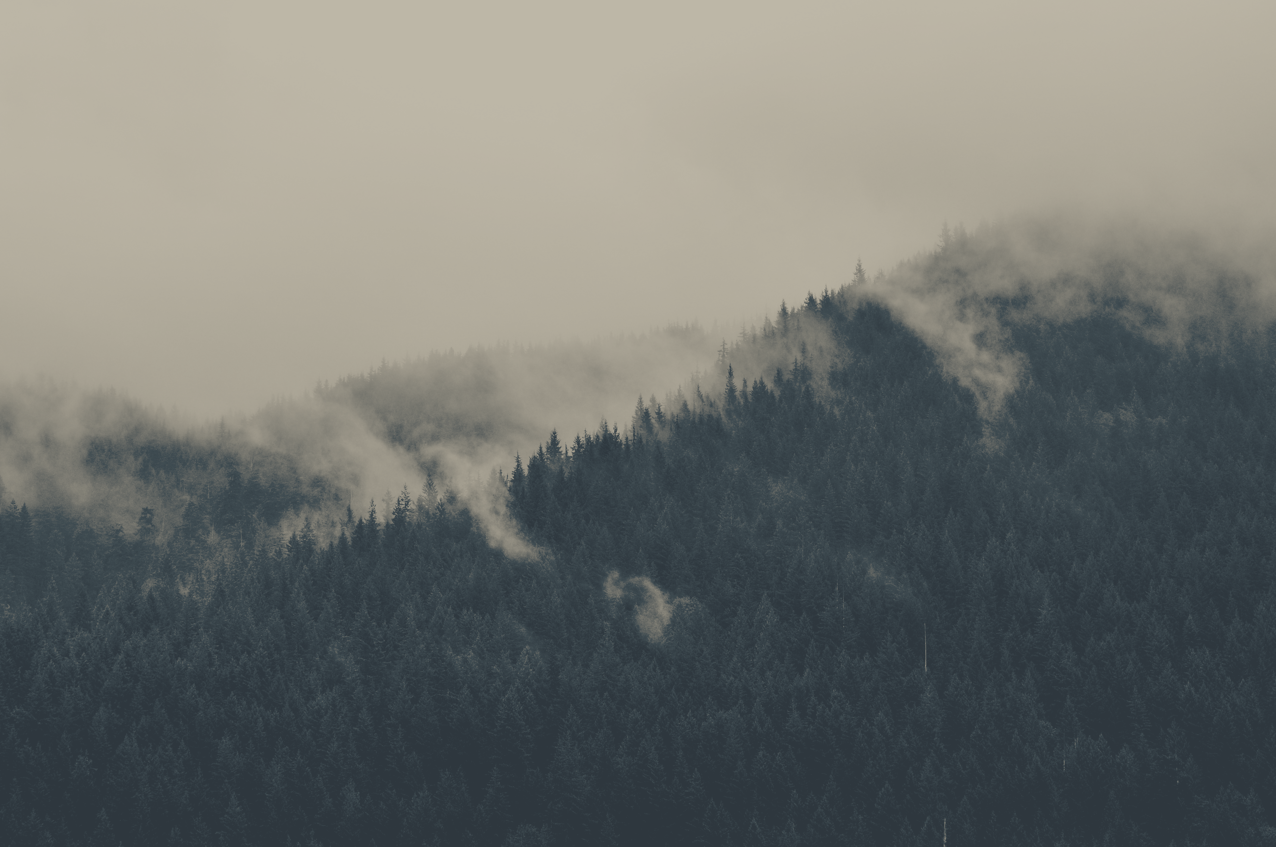 a_foggy_mountain_with_trees_01