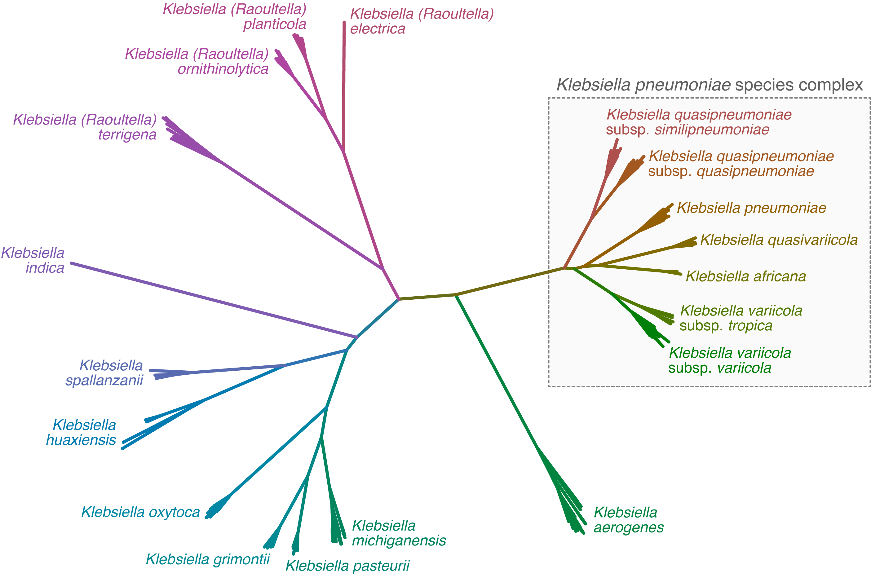 Klebsiella species tree