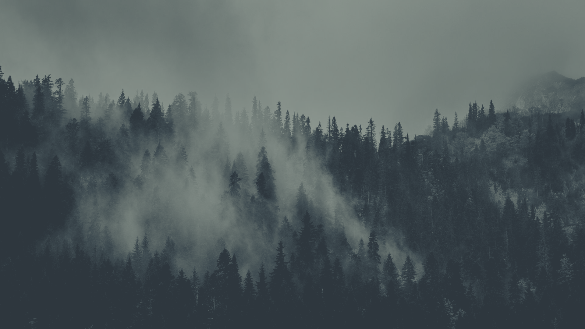 a_foggy_forest_with_trees