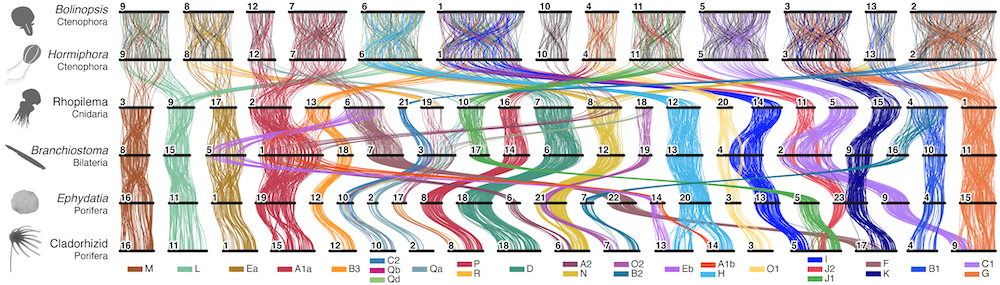 Example ribbon diagram of animals with the BCnS ALGs