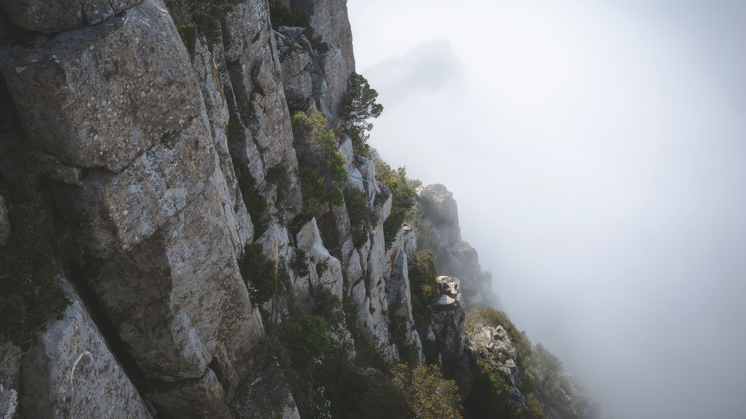 a_rocky_cliff_with_trees_and_fog