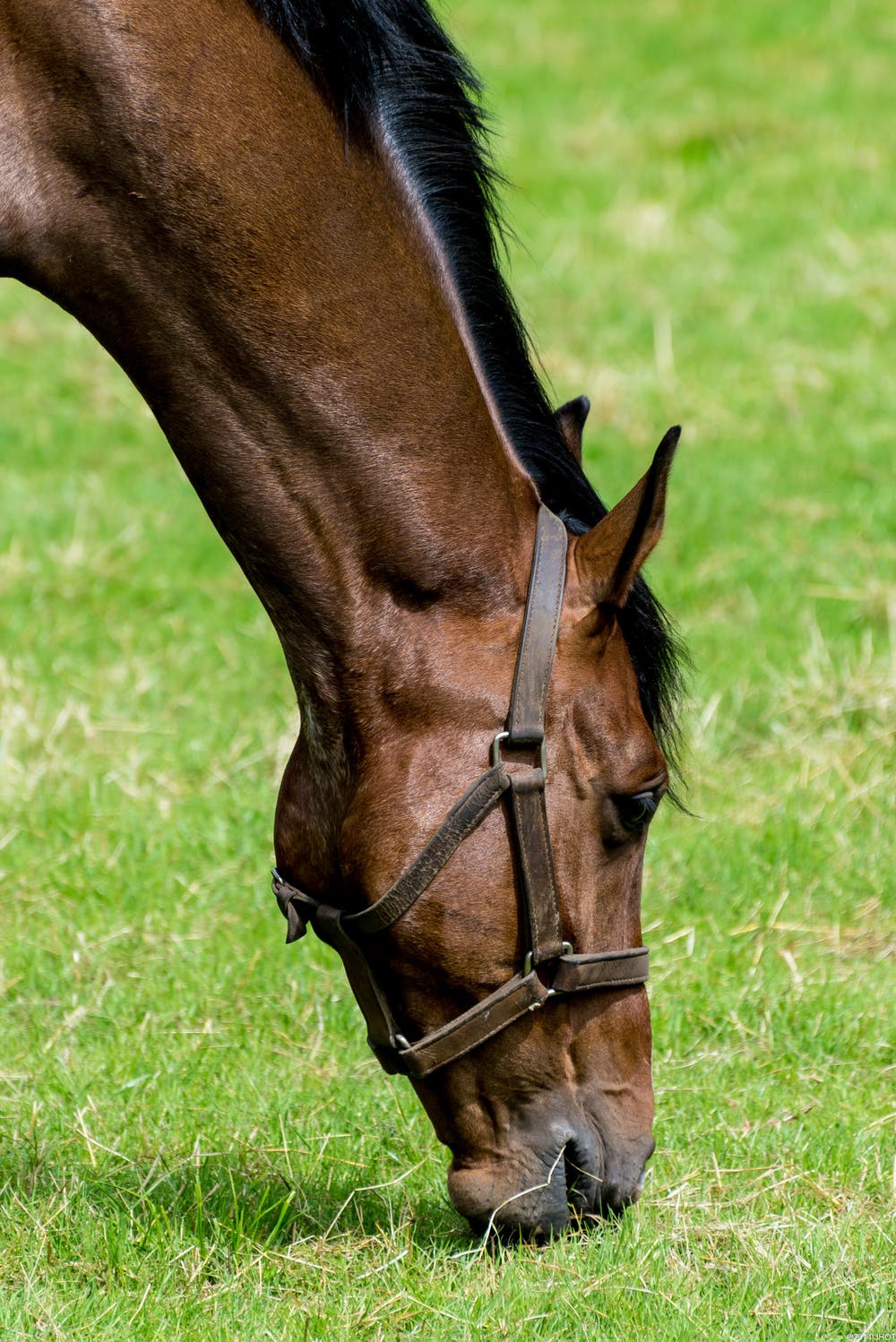 horse grazing