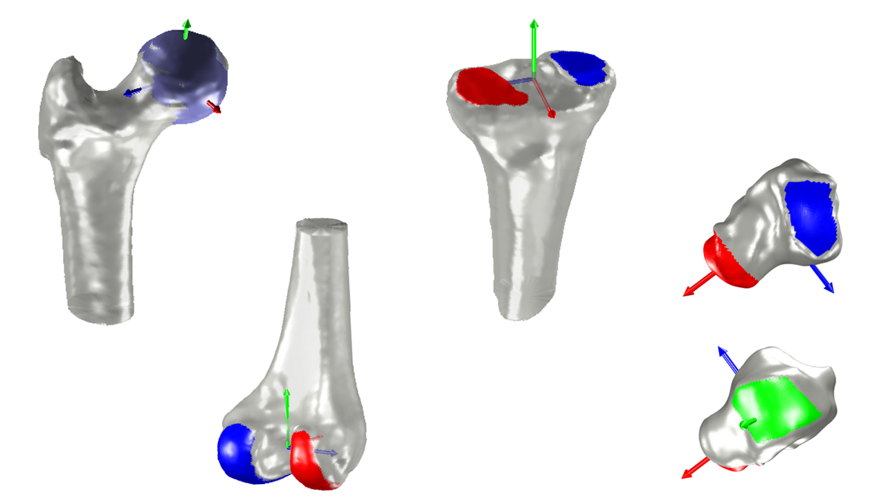 articular_surfaces