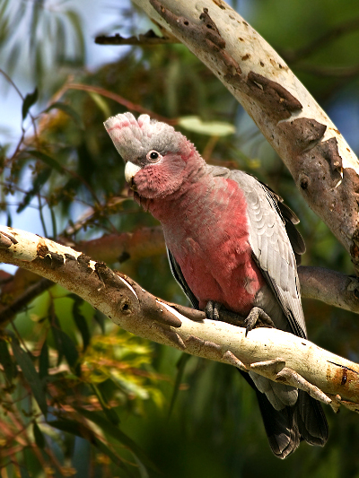 Galah image