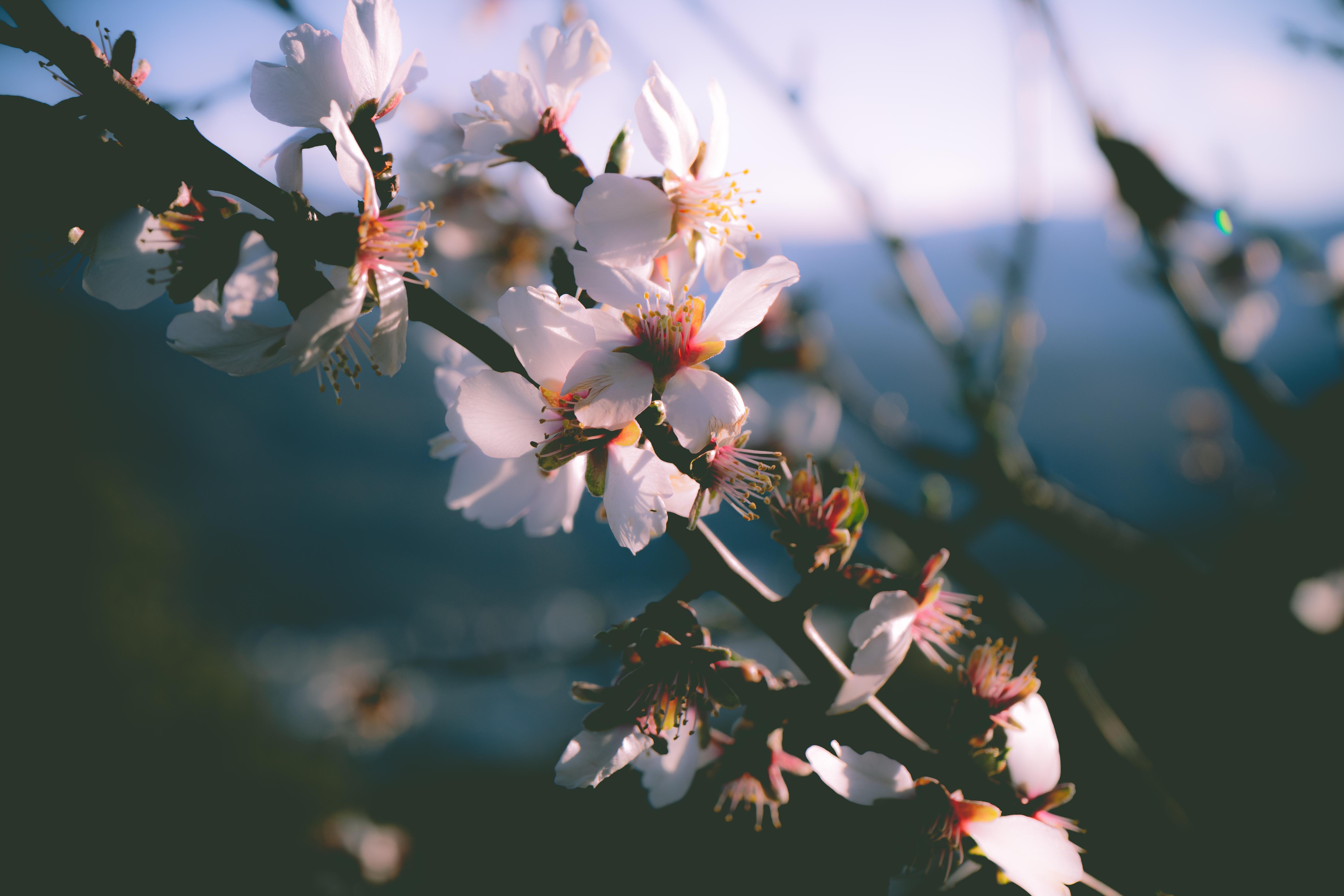 flowers/BloomingTreeFlowers.jpg