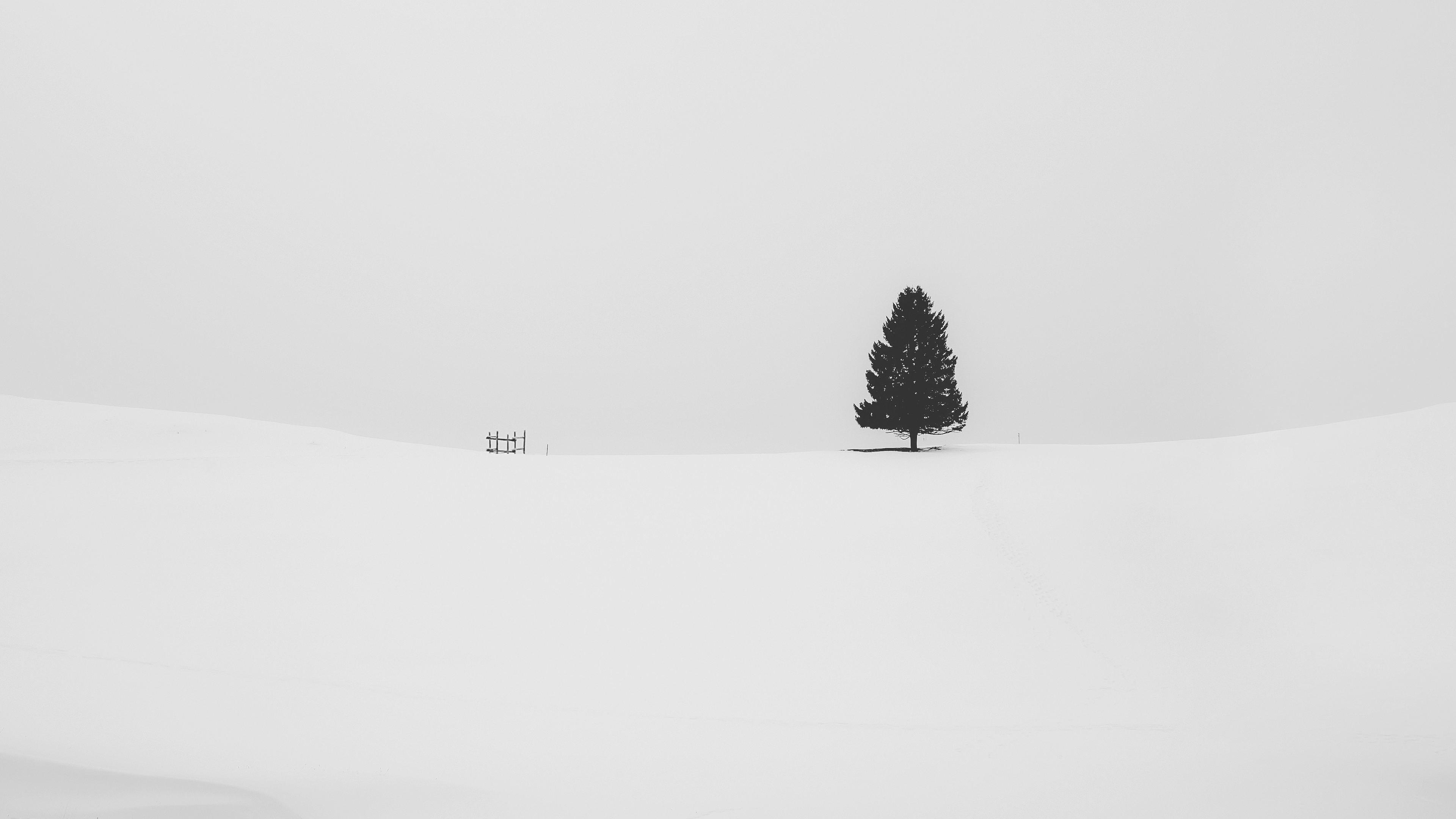 a_tree_in_the_snow