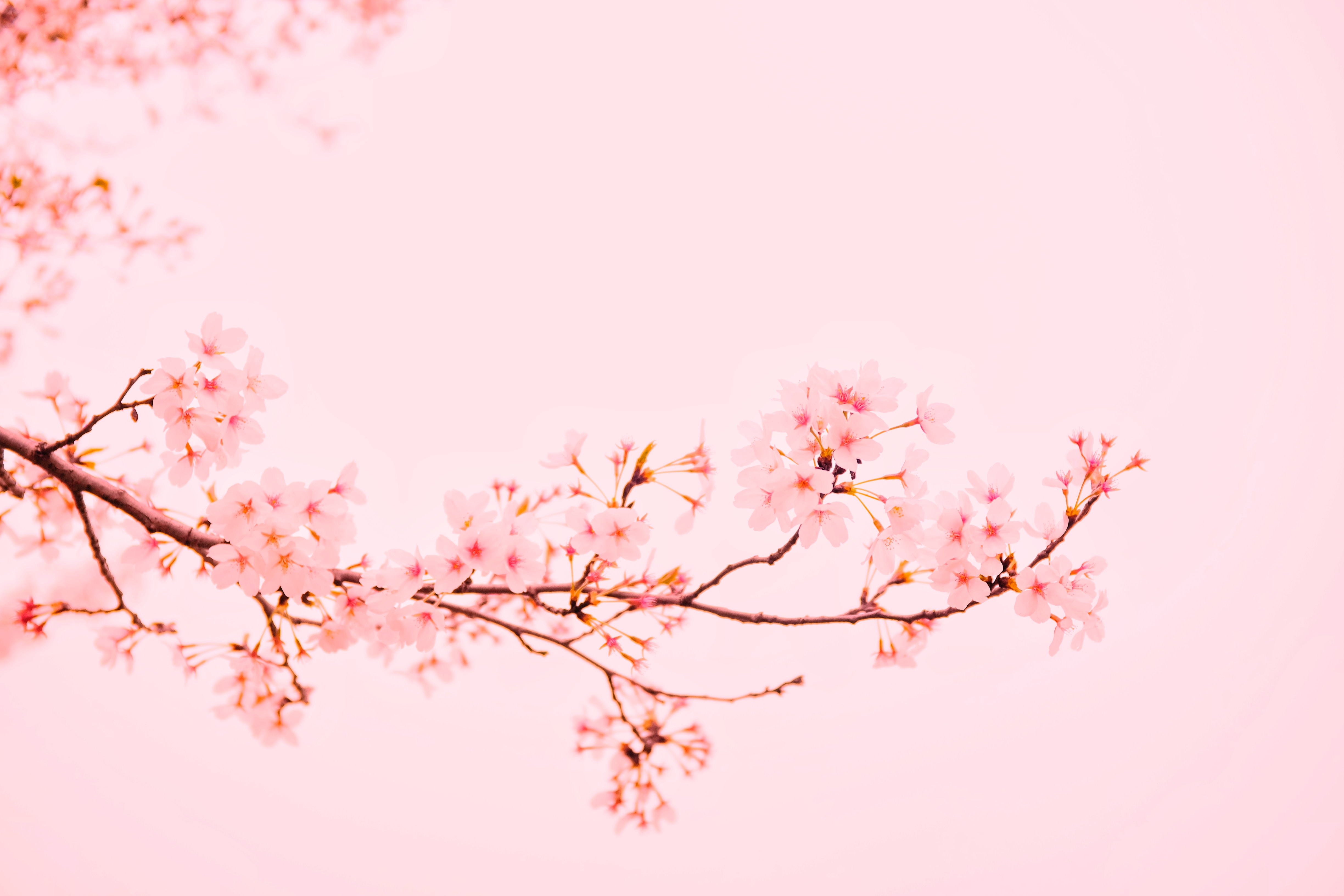 a_branch_with_pink_flowers_01