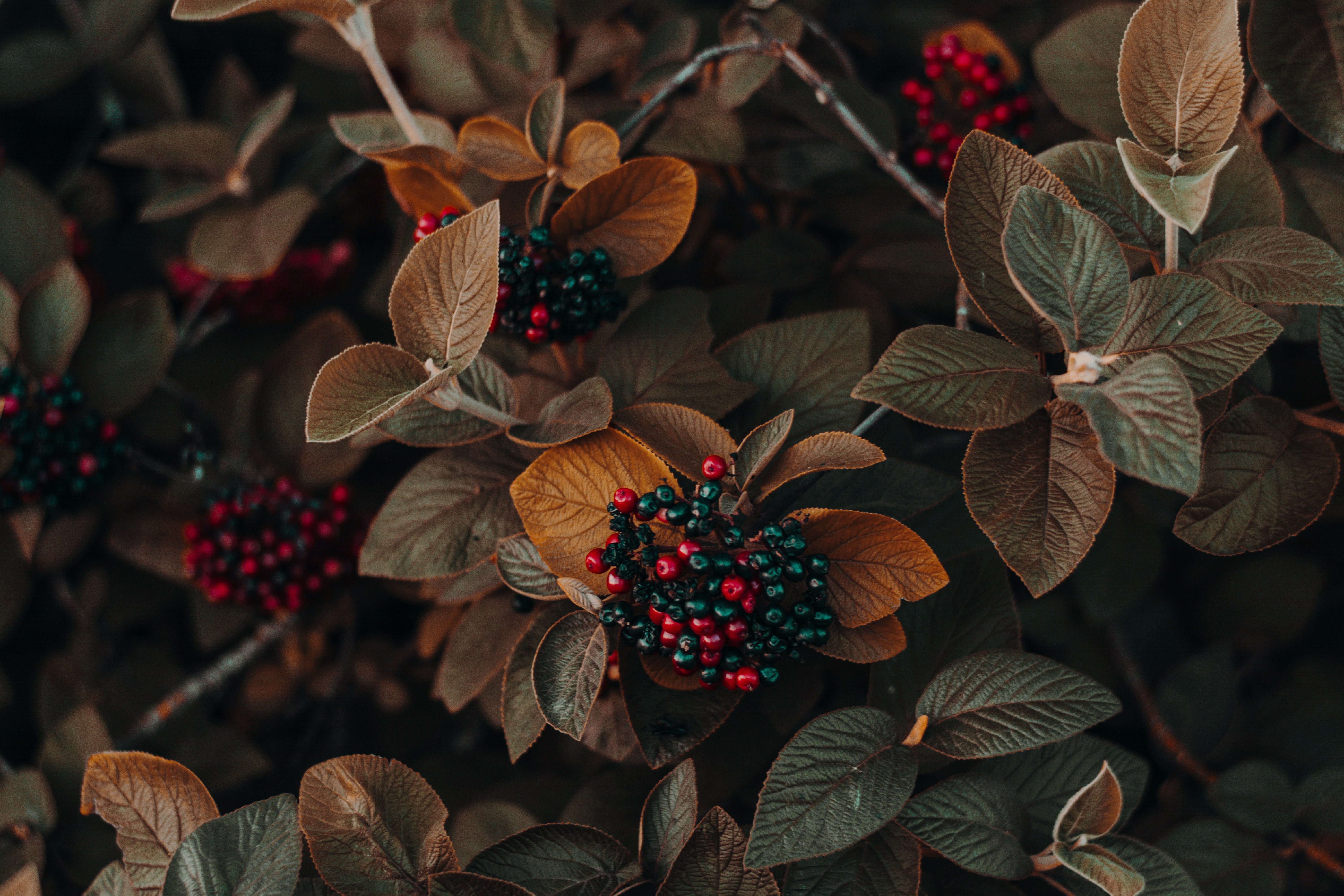 a_close_up_of_a_plant