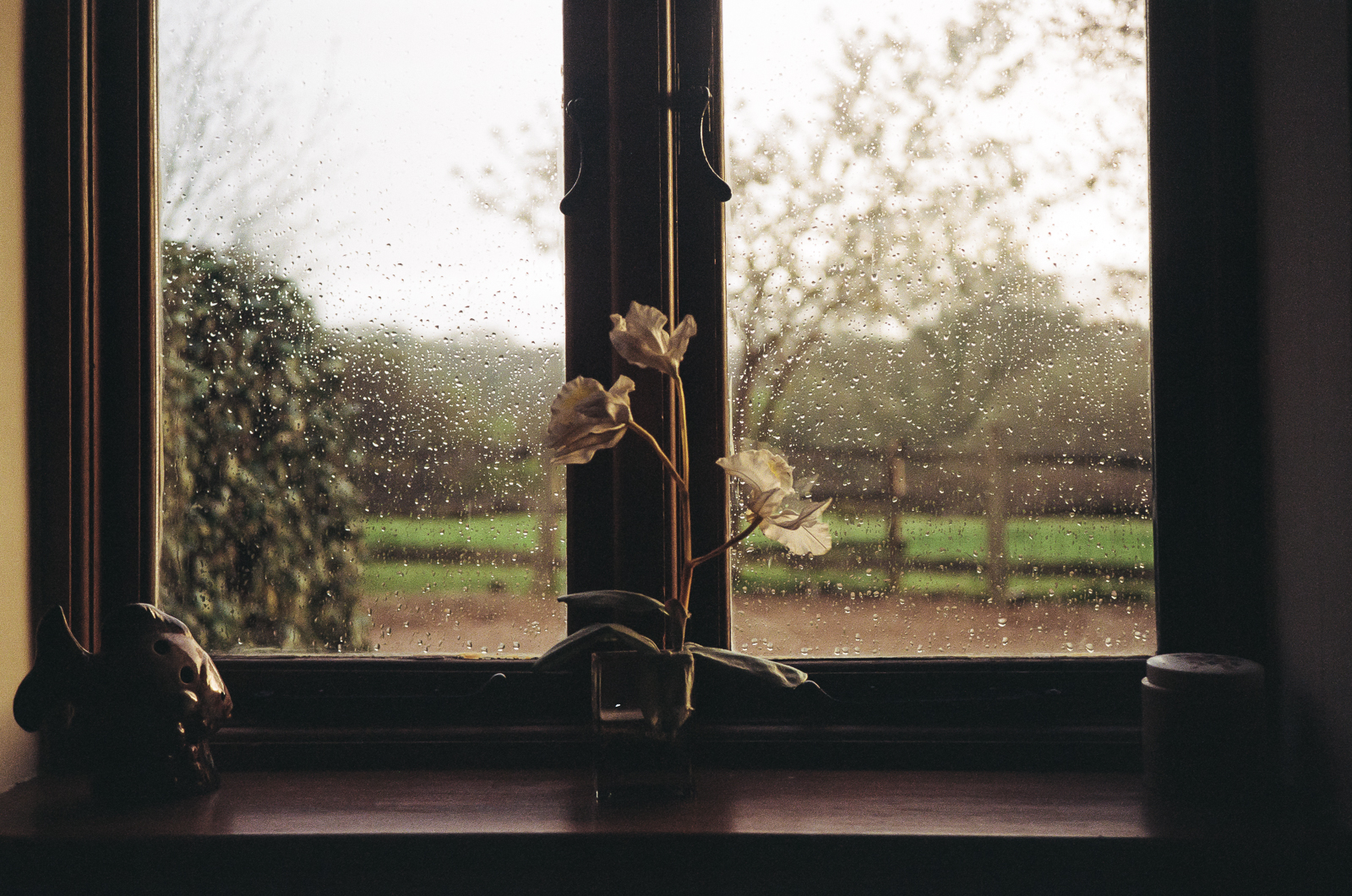 a_flower_in_a_window