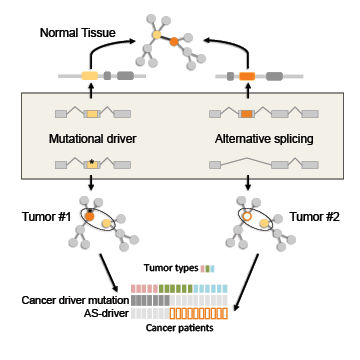 Graphical abstract