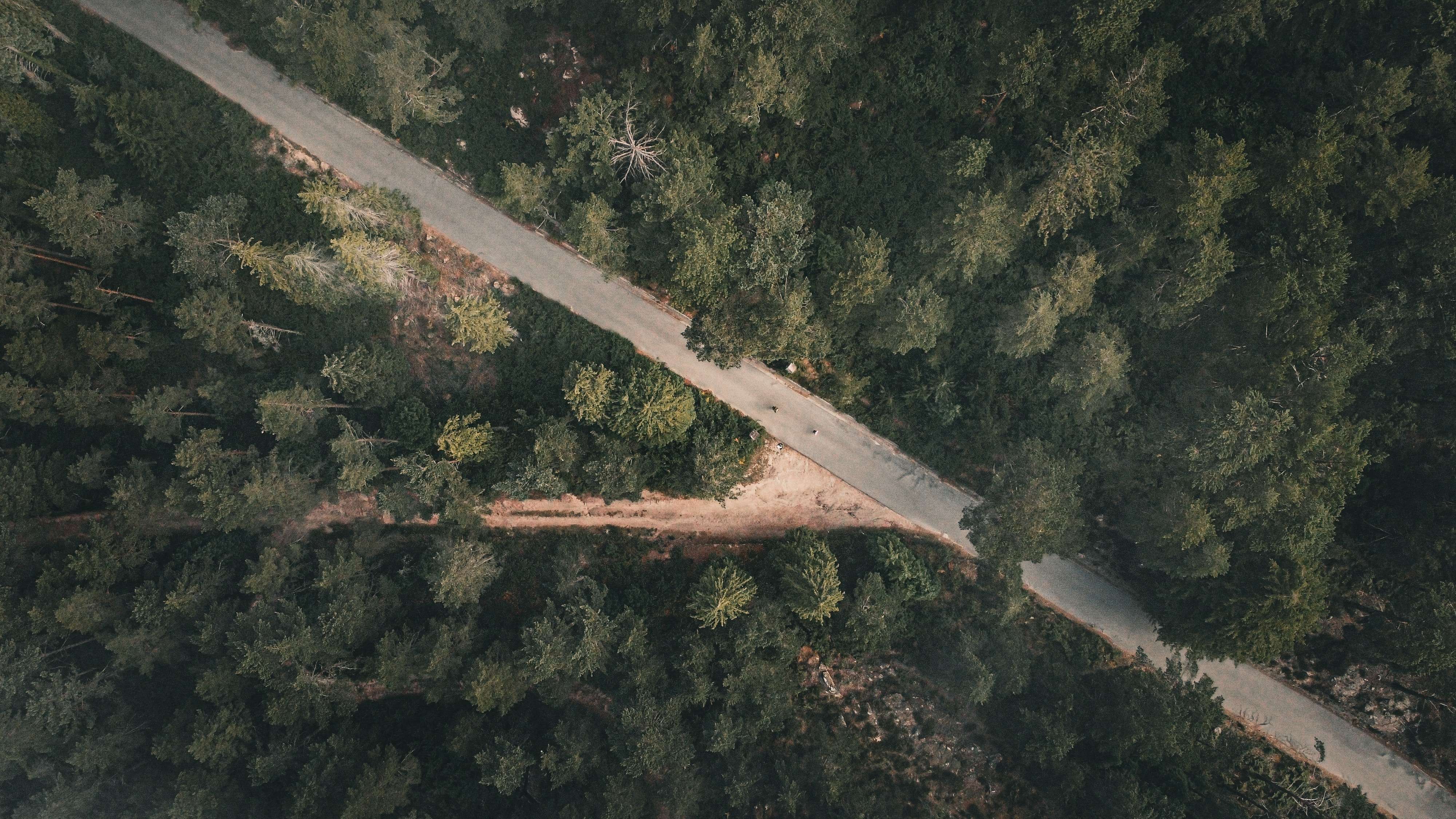 a_road_surrounded_by_trees